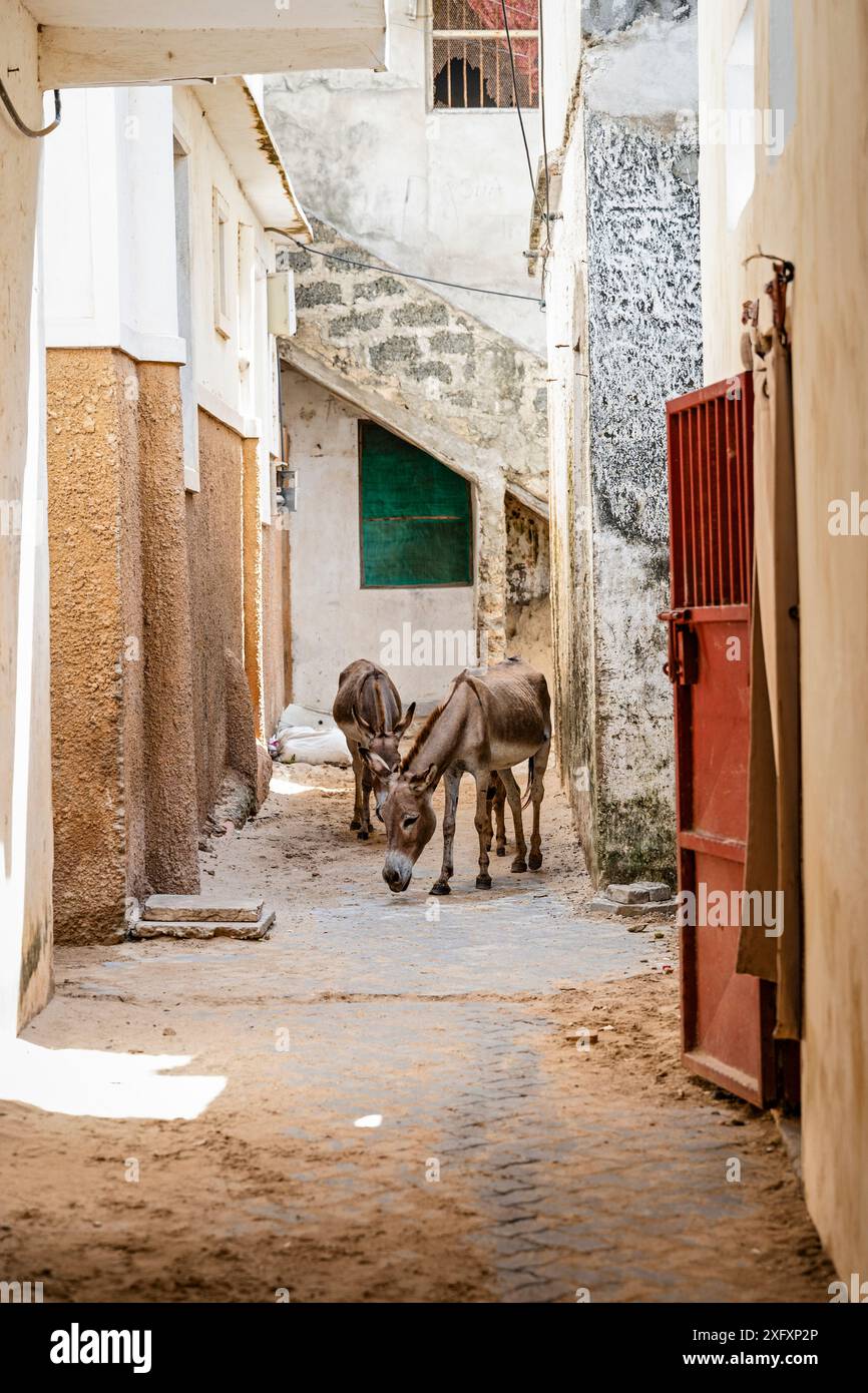 Donkeys graze along the narrow streets of Shela Island in Lamu County. Shela is one of several islands in Lamu County. This area boasts some of the oldest and most well-preserved Swahili cultural settlements in East Africa. There are no cars on Shela and the town's calendar and daily schedule largely revolves around Islamic religion and culture. Stock Photo