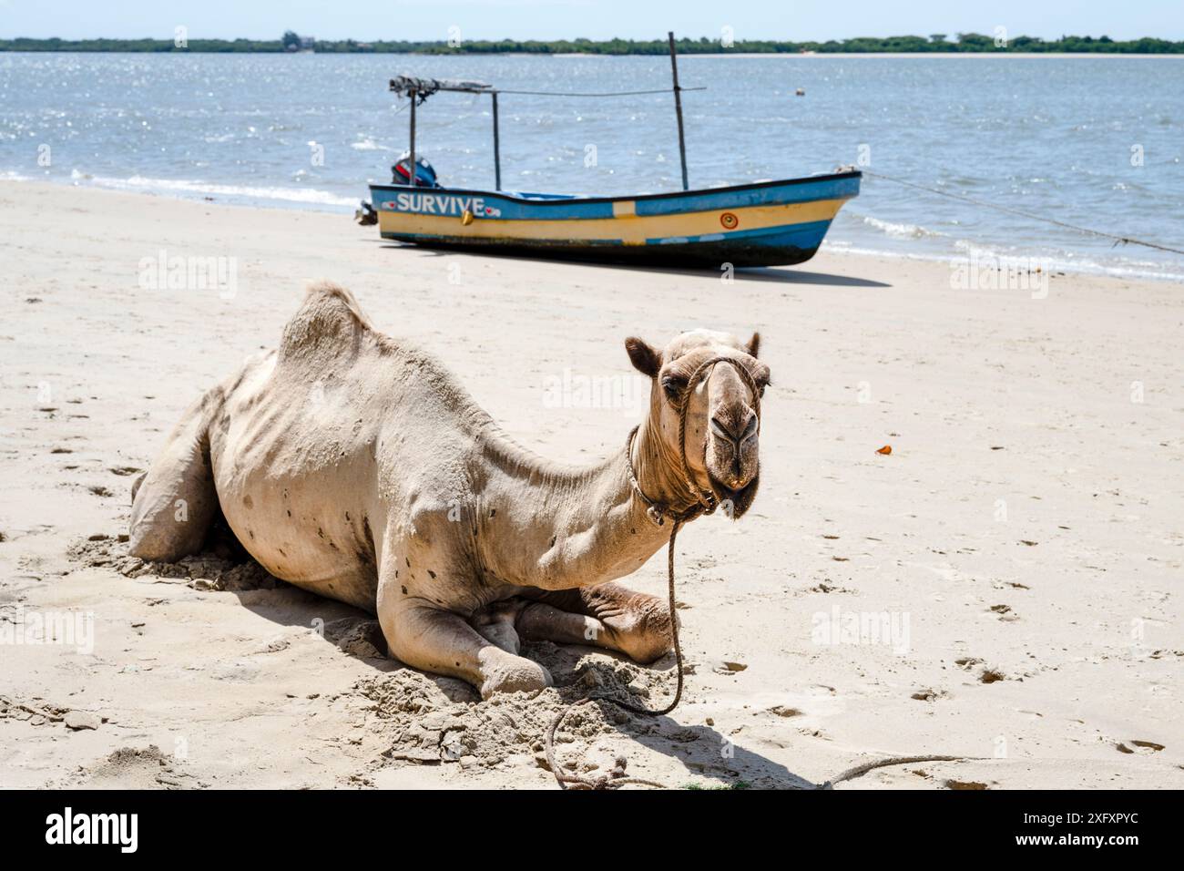 June 30, 2024, Lamu, Kenya: A camel rests on the white sand of Shela beach in Lamu County. Shela is one of several islands in Lamu County. This area boasts some of the oldest and most well-preserved Swahili cultural settlements in East Africa. There are no cars on Shela and the town's calendar and daily schedule largely revolves around Islamic religion and culture. (Credit Image: © Katie G. Nelson/SOPA Images via ZUMA Press Wire) EDITORIAL USAGE ONLY! Not for Commercial USAGE! Stock Photo