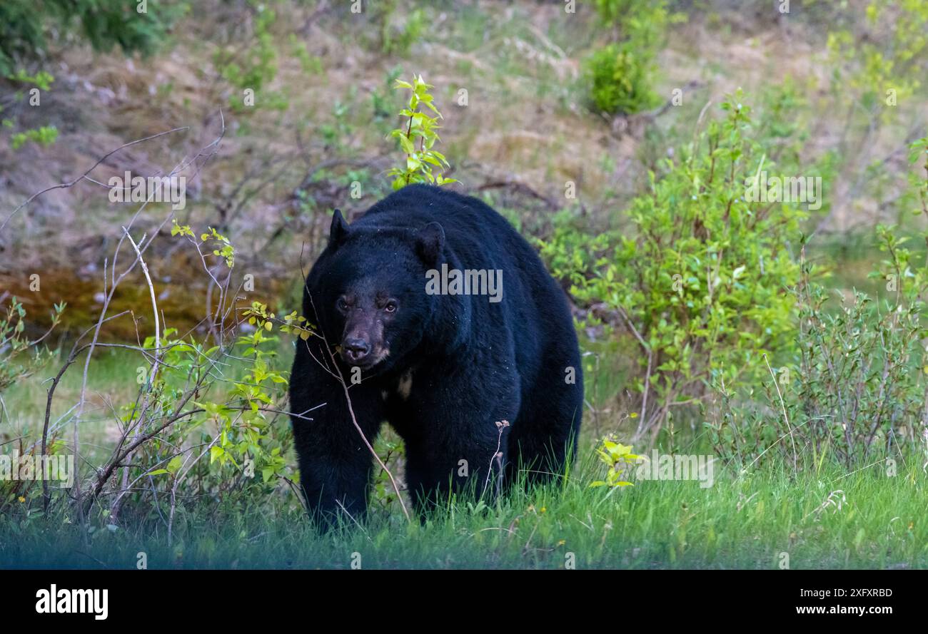Springtime Bear American Black Bear in Springtime in Jasper National Park Alberta ...