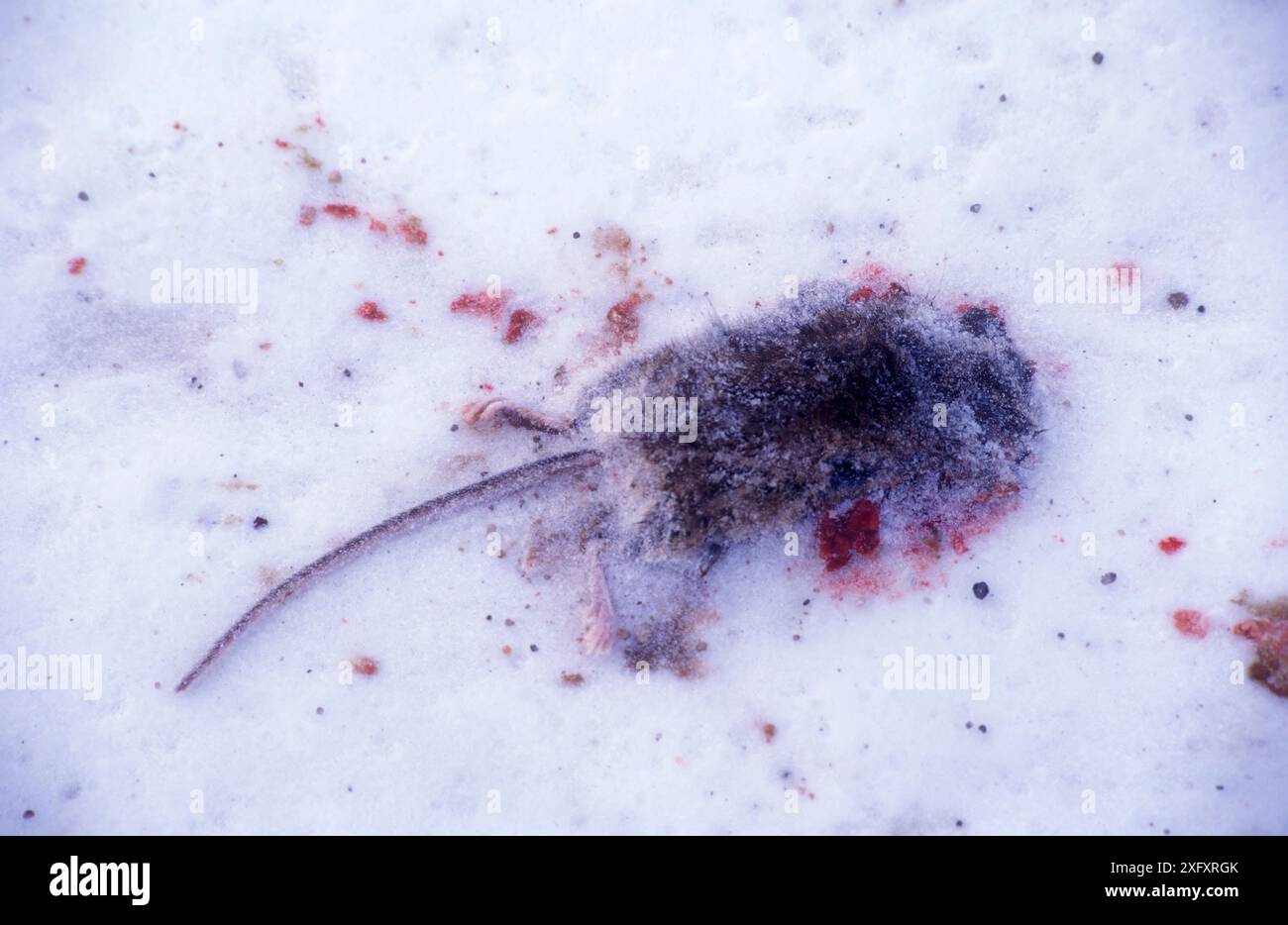 Sweden and mouse hi-res stock photography and images - Alamy