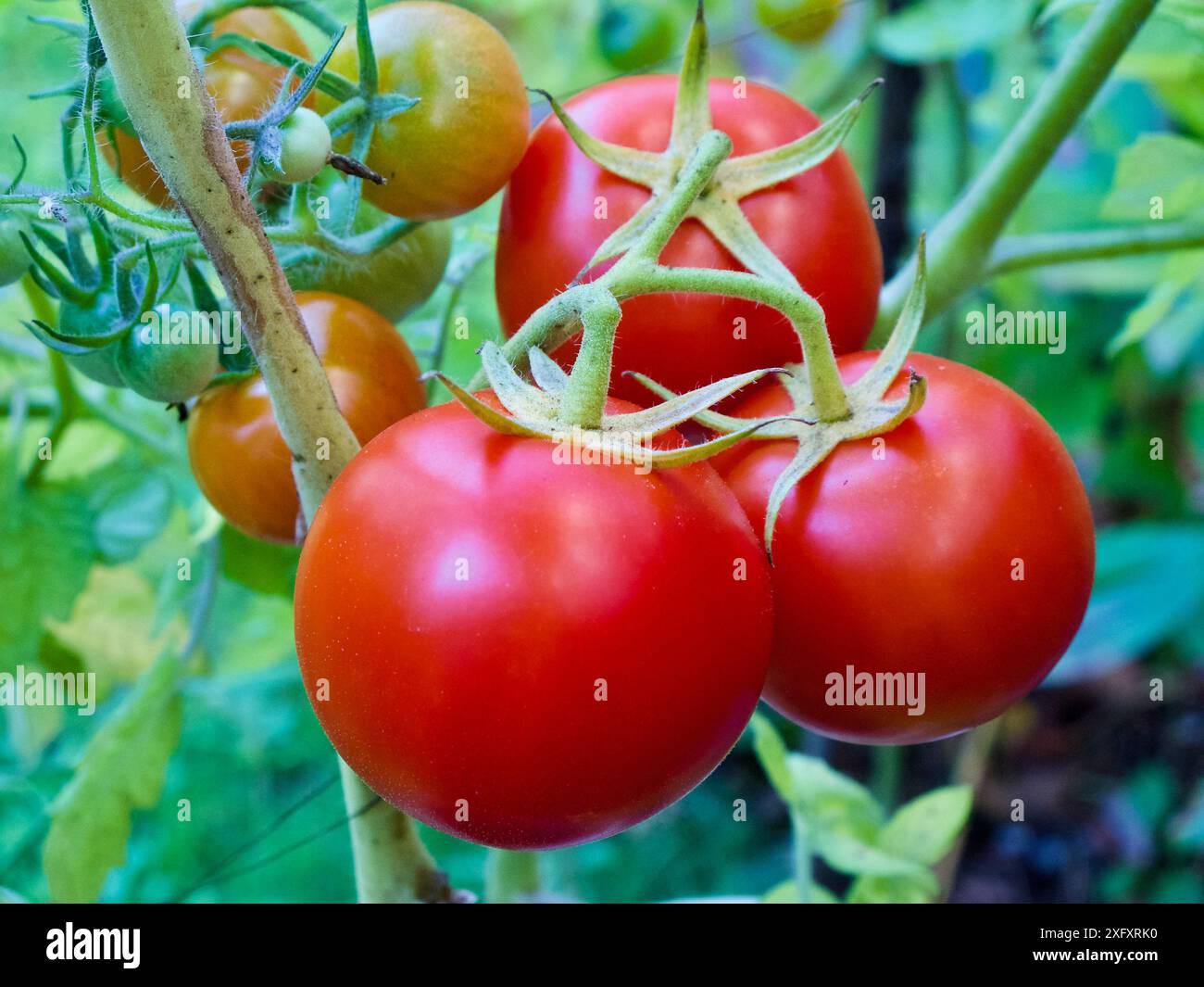 Close-up of plant with ripe red tomatoes in organic growing in a vegetable garden in autumn. Stock Photo