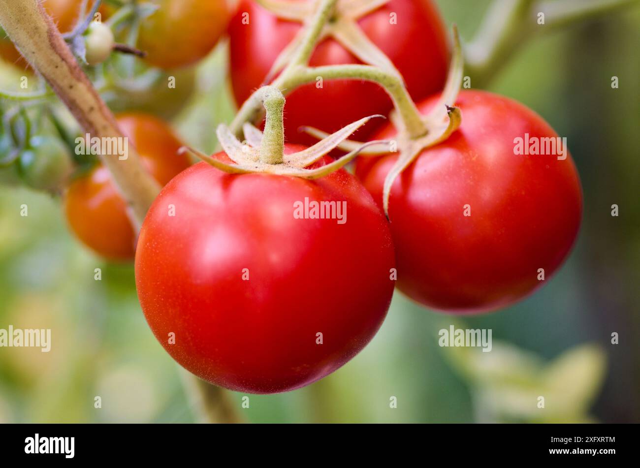 Close-up of plant with ripe red tomatoes in organic growing in a vegetable garden in autumn. Stock Photo