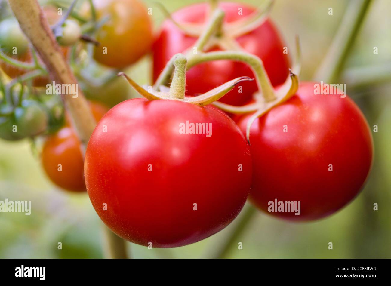 Close-up of plant with ripe red tomatoes in organic growing in a vegetable garden in autumn. Stock Photo