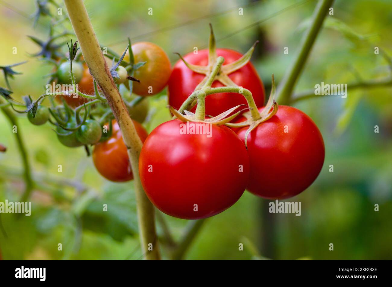 Close-up of plant with ripe red tomatoes in organic growing in a vegetable garden in autumn. Stock Photo