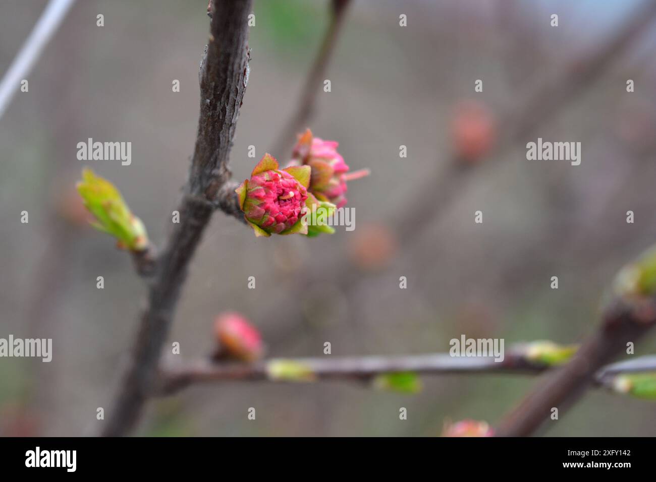 Strawberry plants buds hi-res stock photography and images - Alamy