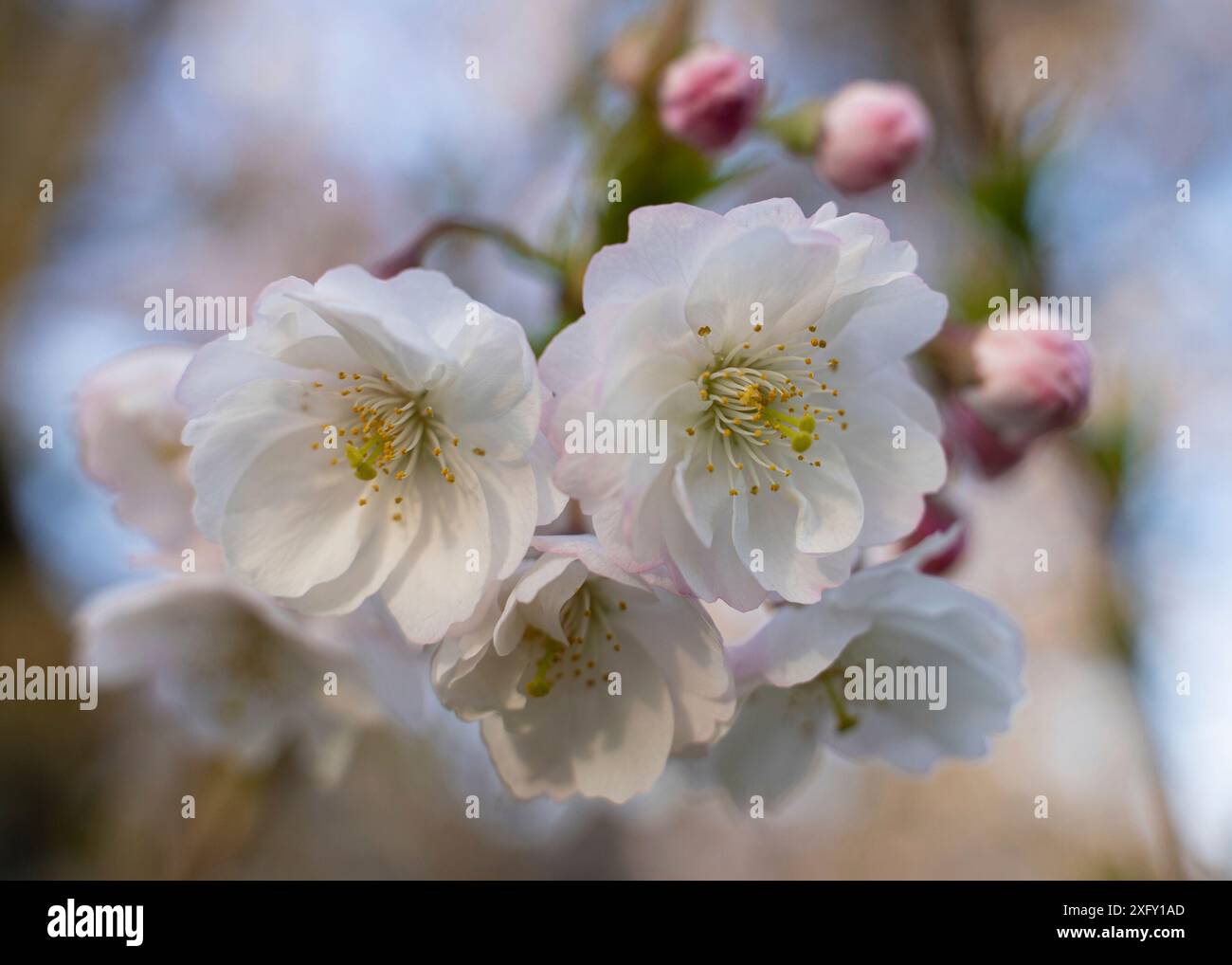 Japanese cherry blossom in spring Stock Photo