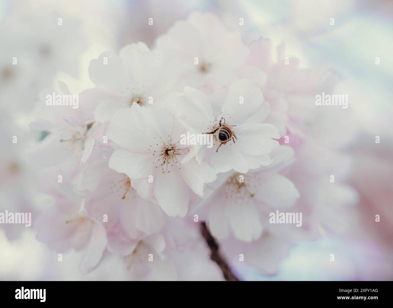 Japanese cherry blossom with bee in spring Stock Photo