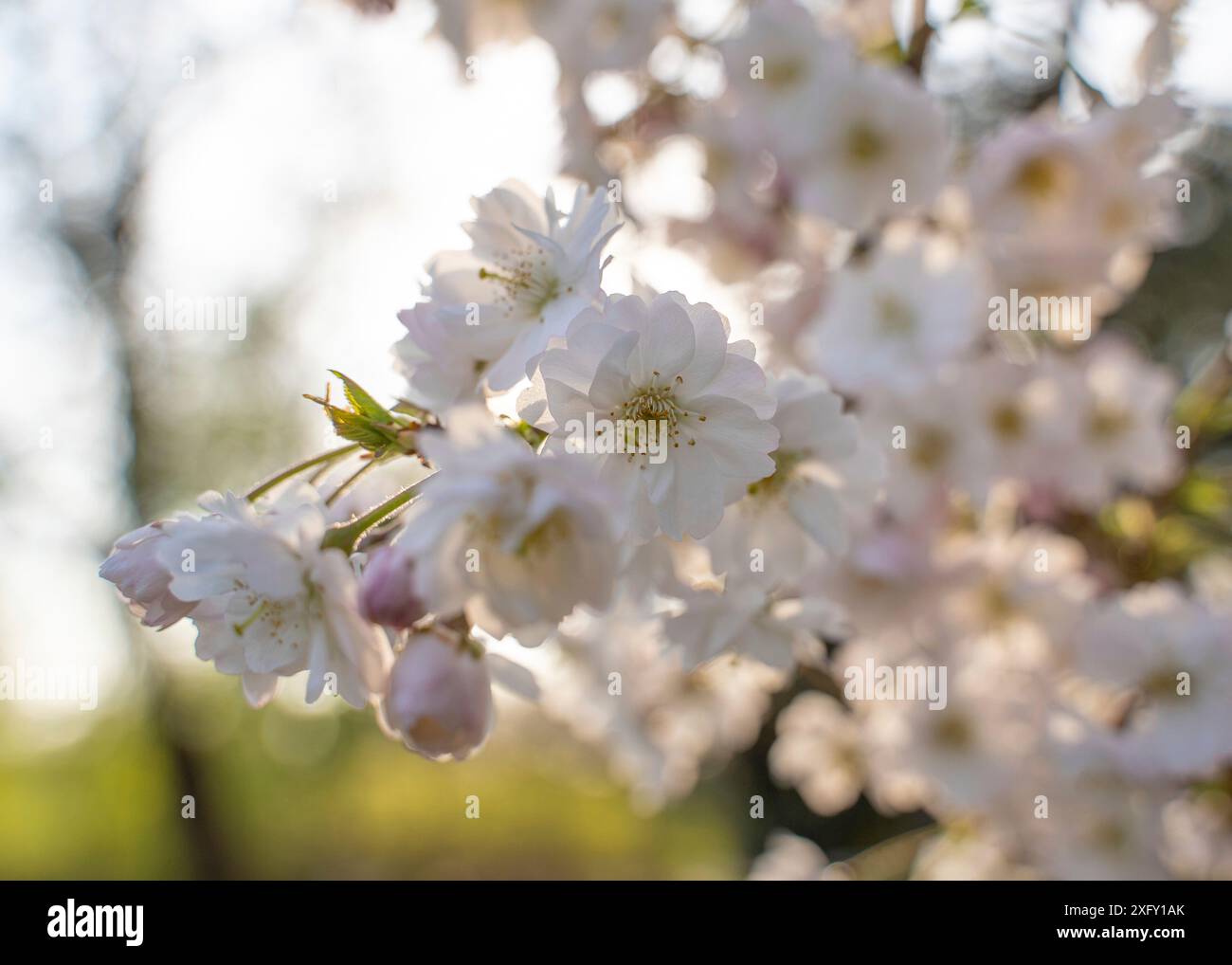 Japanese cherry blossom in spring Stock Photo