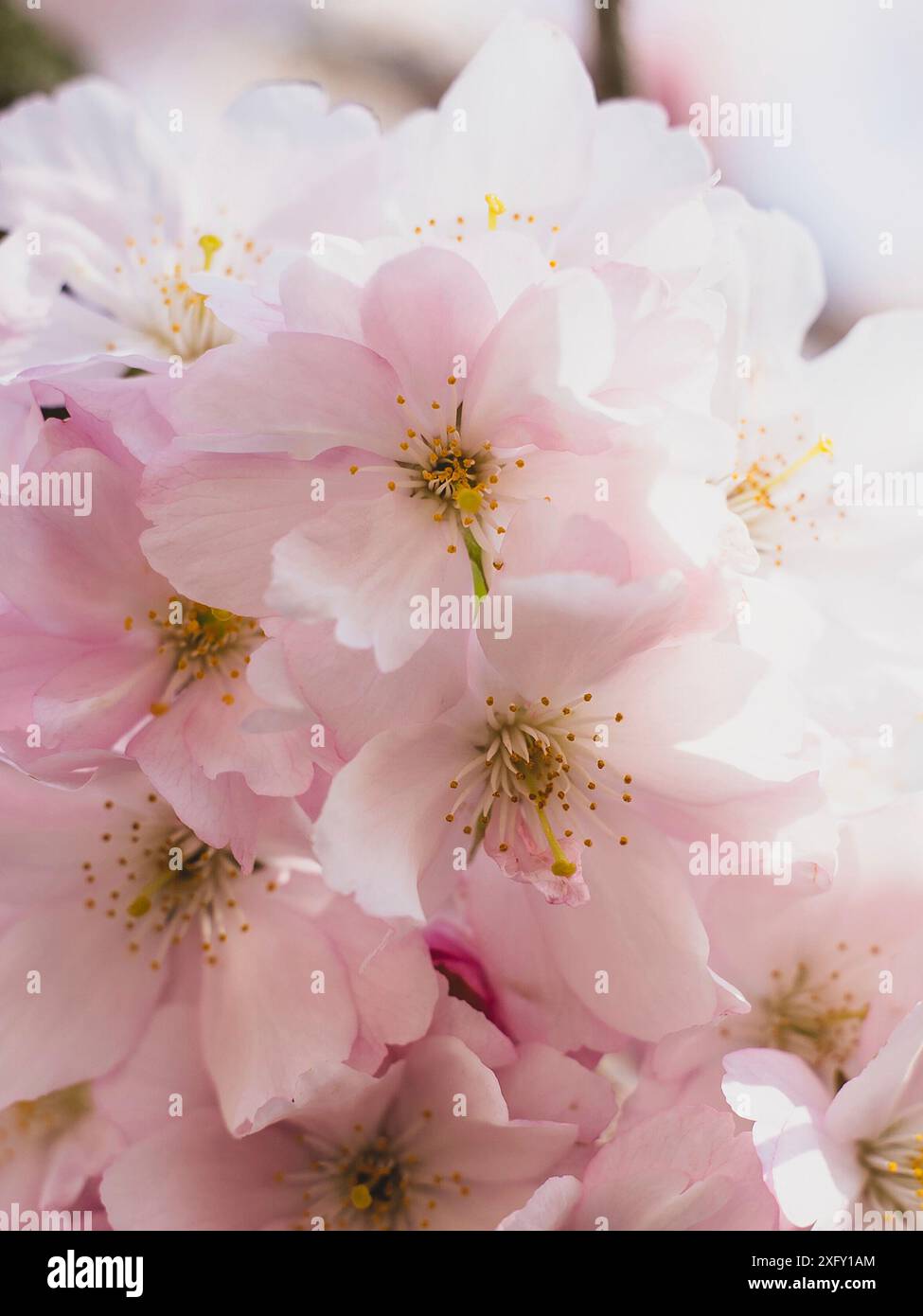 Japanese cherry blossom in spring Stock Photo