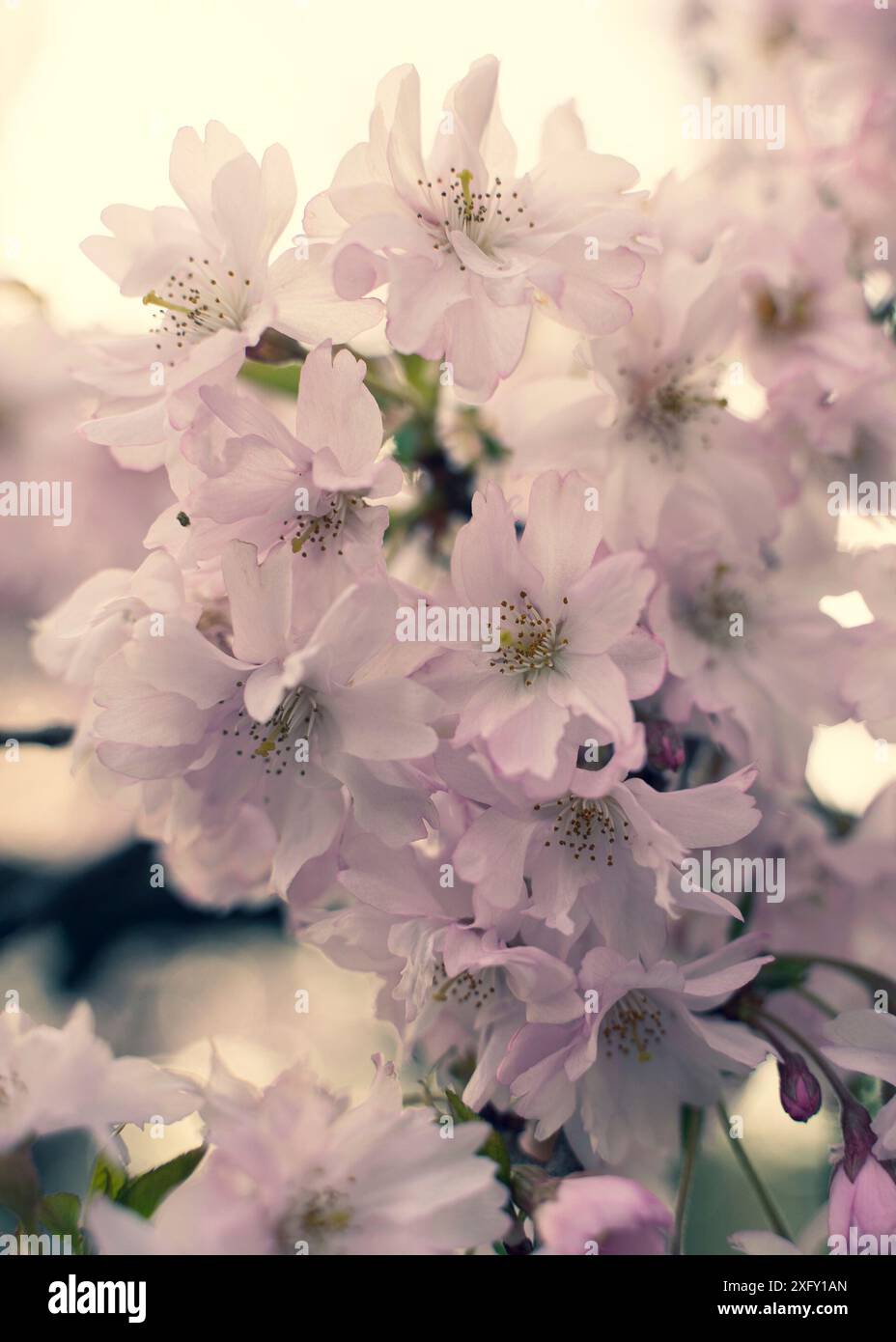 Japanese cherry blossom in spring Stock Photo