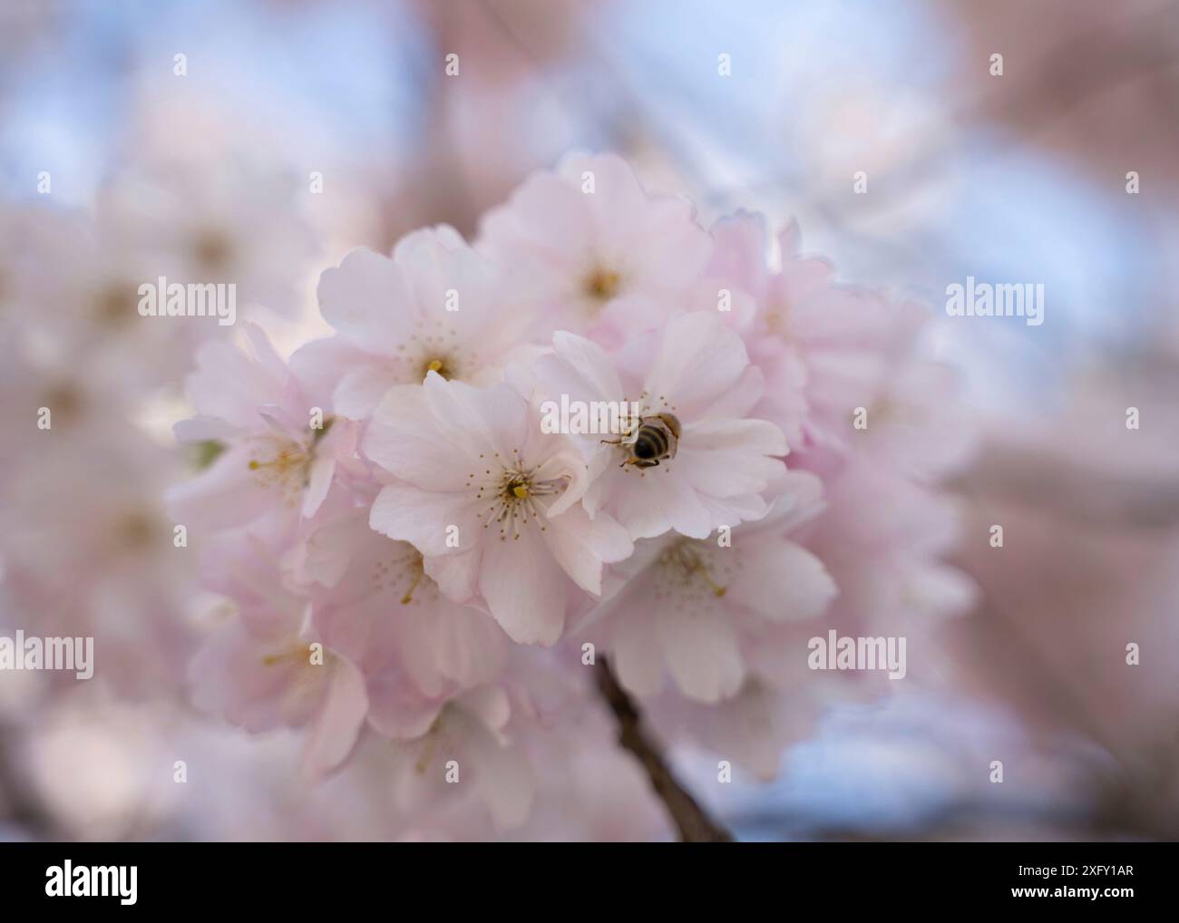 Japanese cherry blossom with bee in spring Stock Photo
