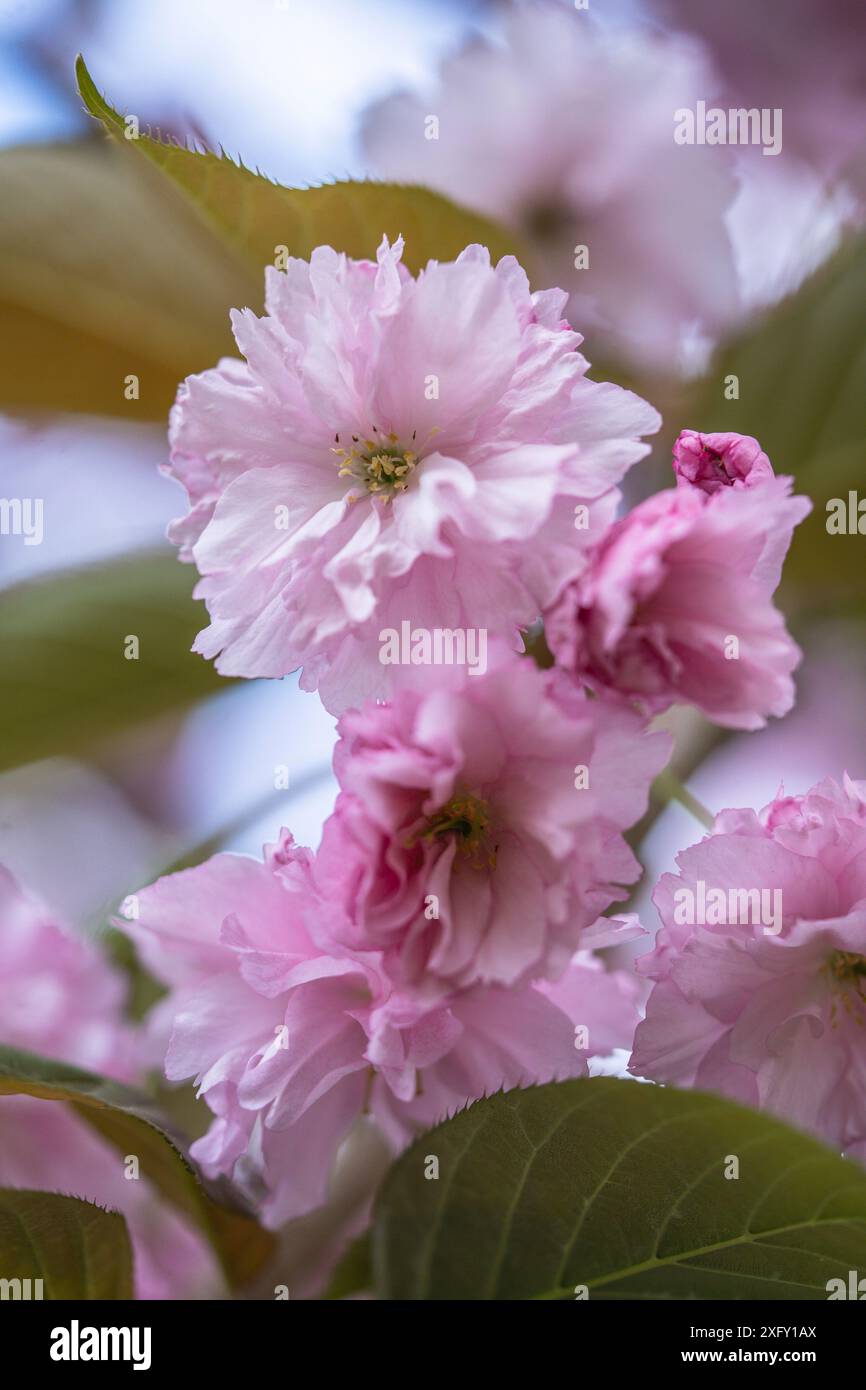 Japanese cherry blossom in spring Stock Photo