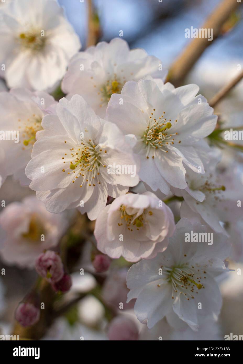 Japanese cherry blossom in spring Stock Photo
