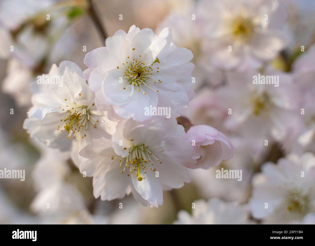 Japanese cherry blossom in spring Stock Photo
