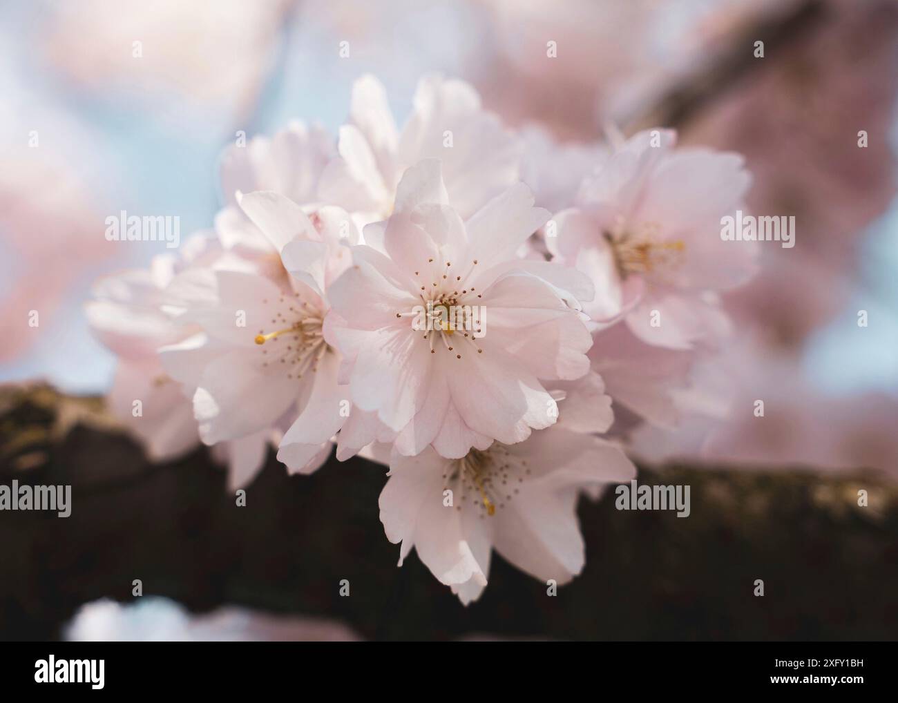 Japanese cherry blossom in spring Stock Photo