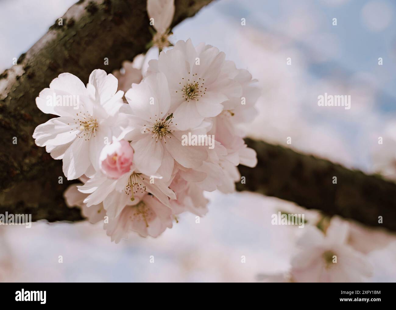 Japanese cherry blossom in spring Stock Photo