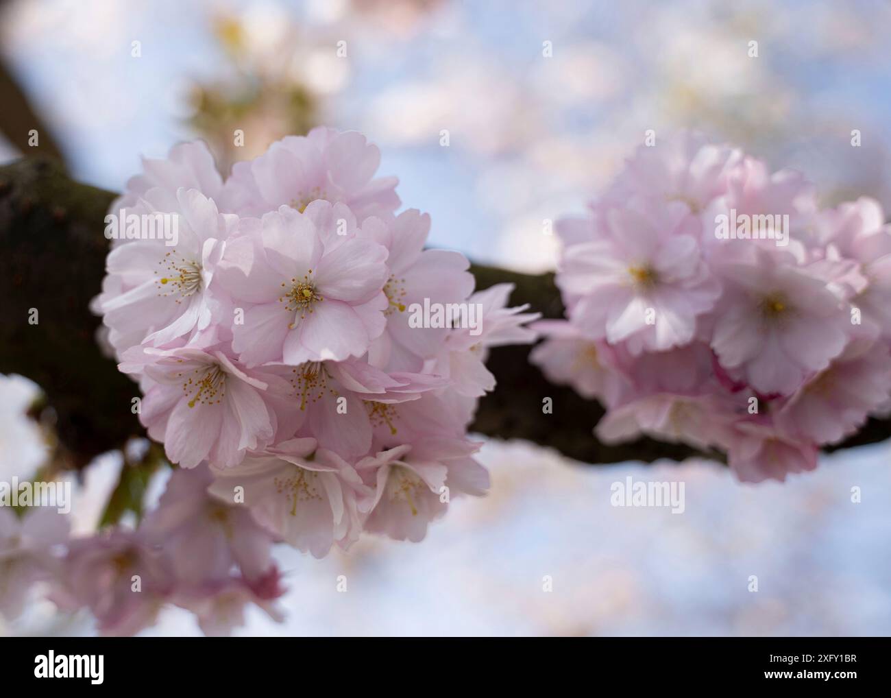Japanese cherry blossom in spring Stock Photo