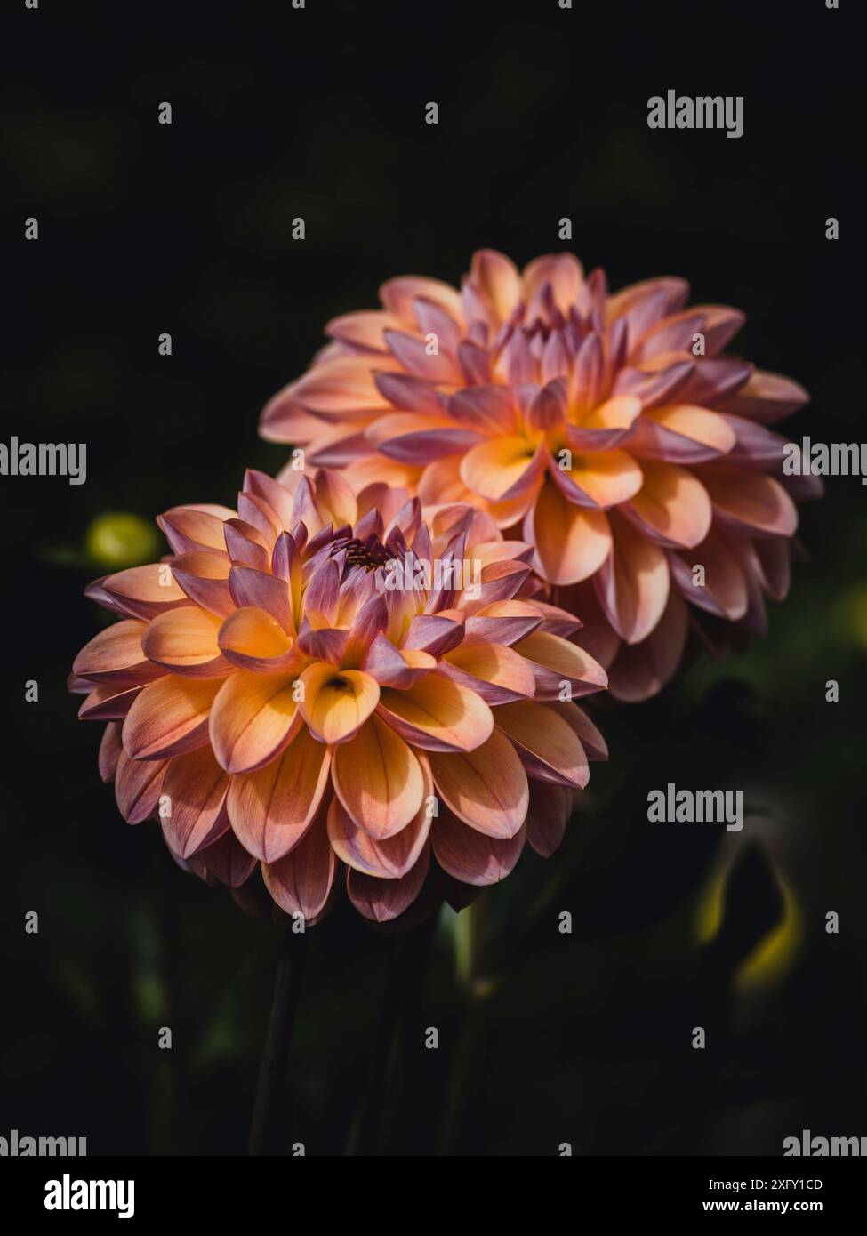 Dahlias in flower garden hi-res stock photography and images - Alamy