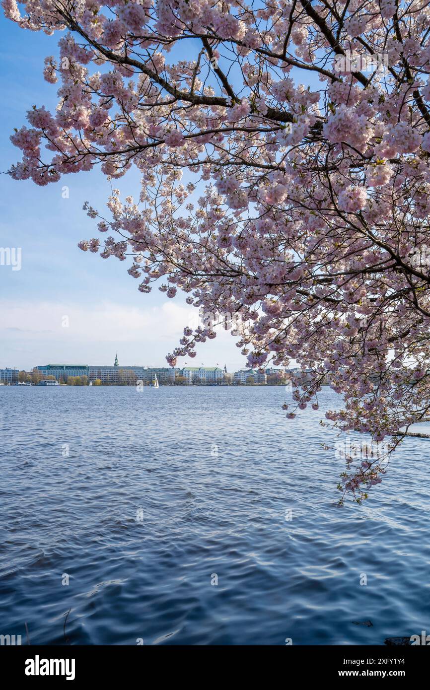 Japanese cherry blossom tree on Hamburg's Outer Alster, boats sail across the lake Stock Photo