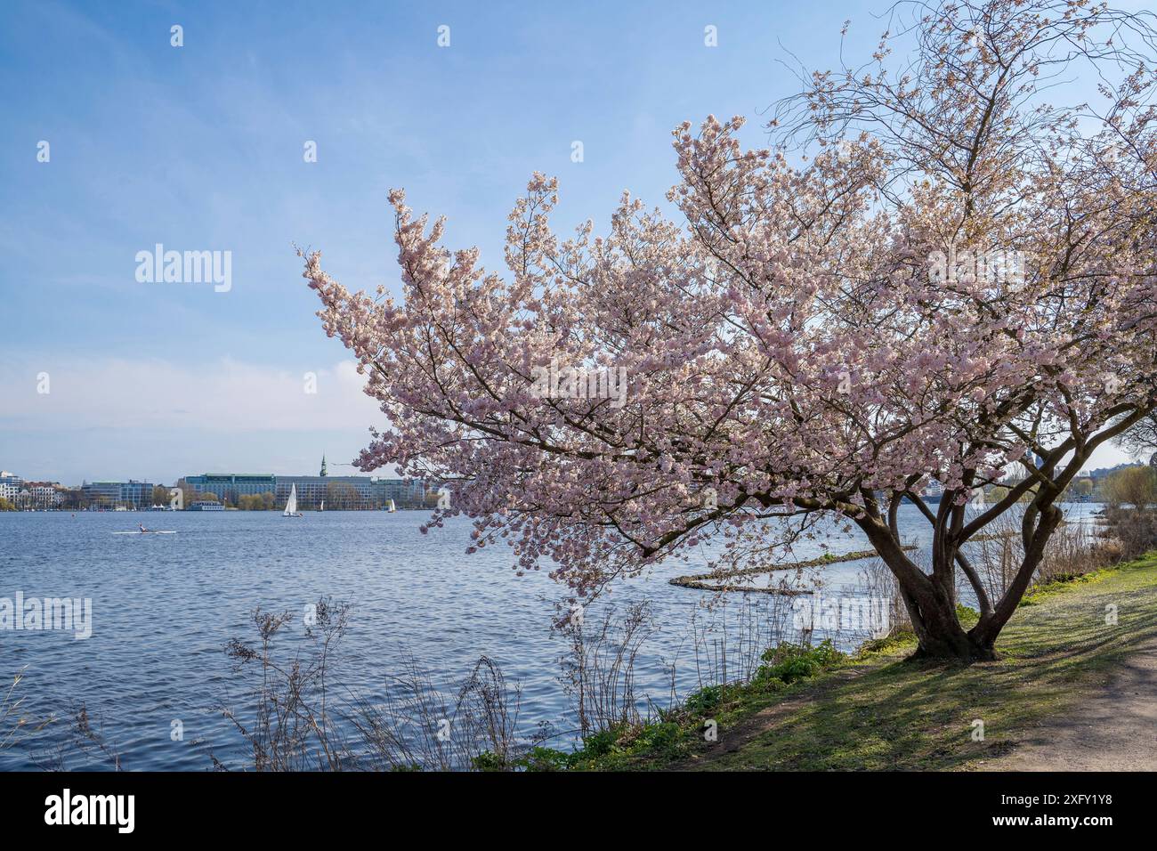 Japanese cherry blossom tree on Hamburg's Outer Alster, boats sail across the lake Stock Photo
