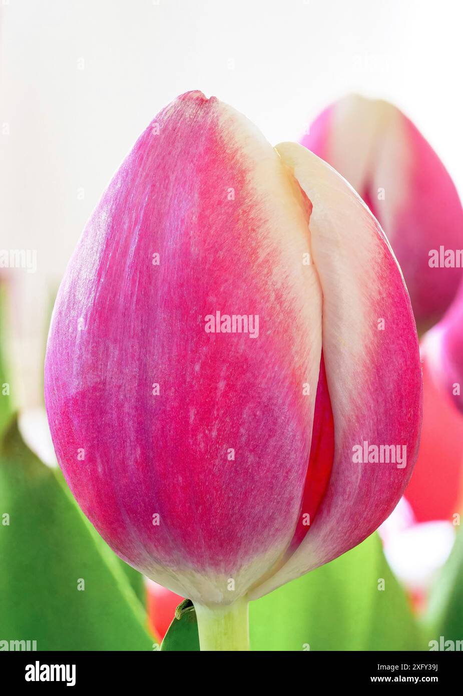 Beautiful flower of a pink tulip Stock Photo