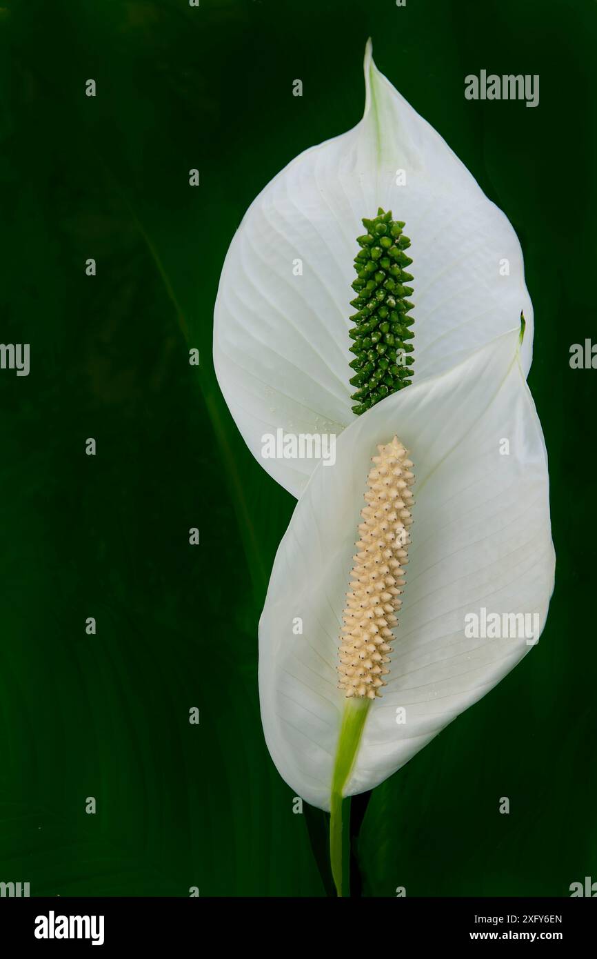 A houseplant with large white leaves in an oval shape is also called peace lily or spoon plant, Spathiphyllum Stock Photo