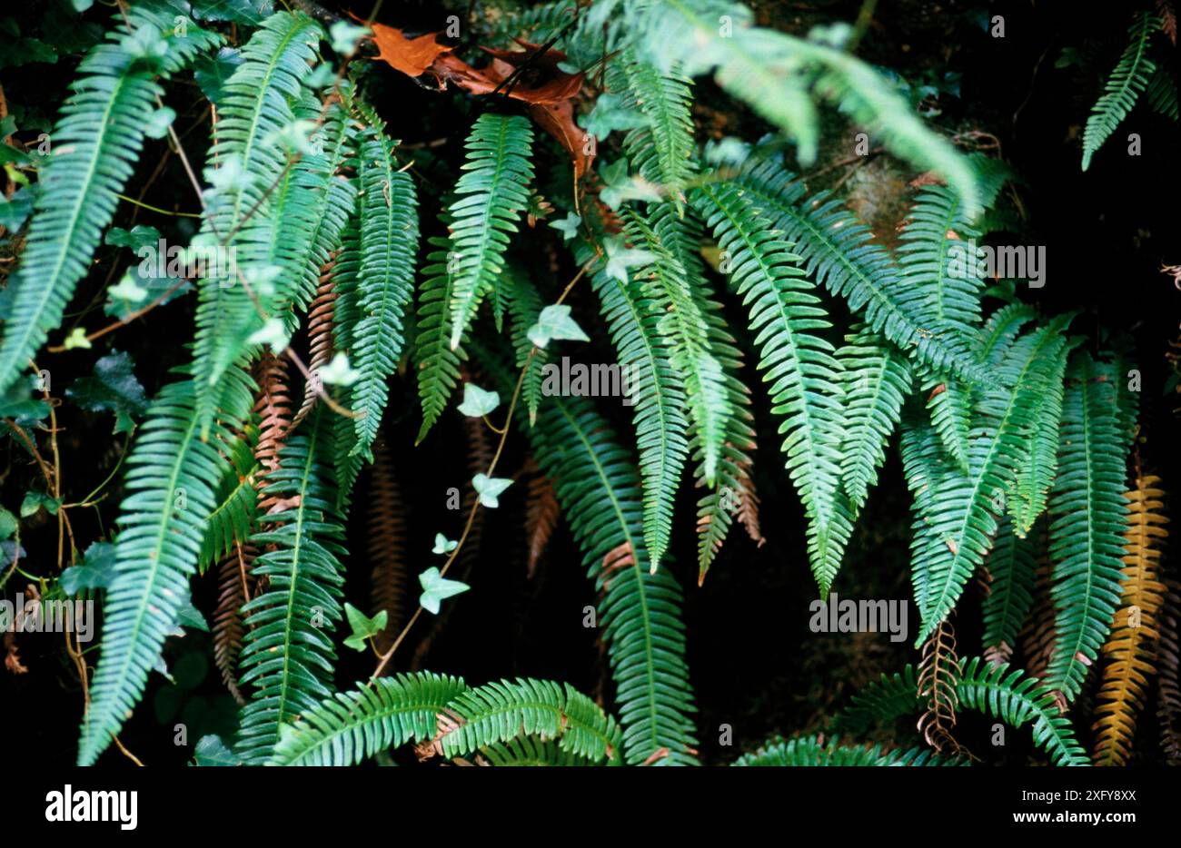Ferns background hi-res stock photography and images - Alamy