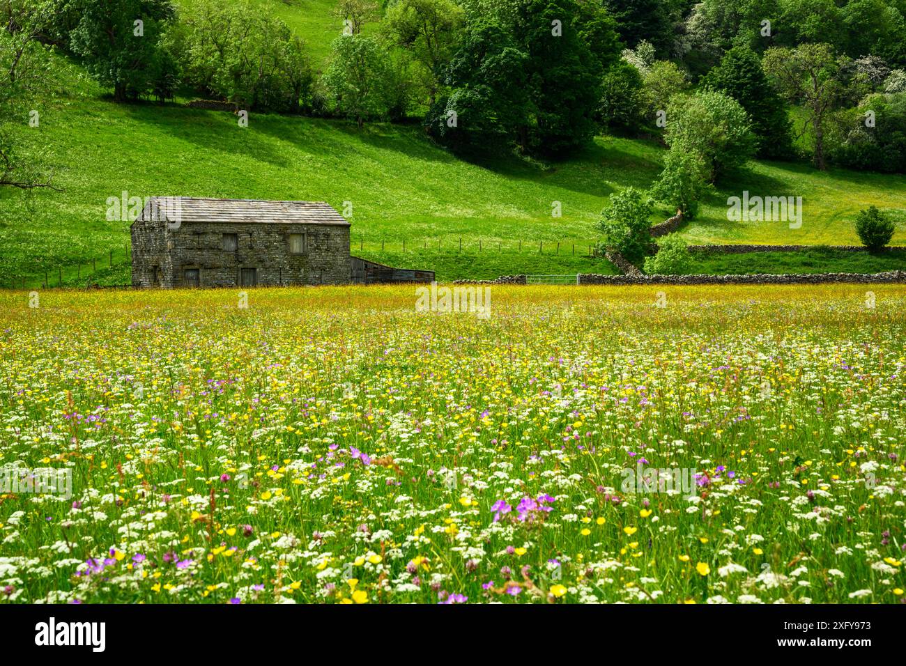 Picturesque Swaledale upland wildflower silage meadows (old stone barn, colourful buttercup flowers, hillside) - Muker, Yorkshire Dales, England UK. Stock Photo