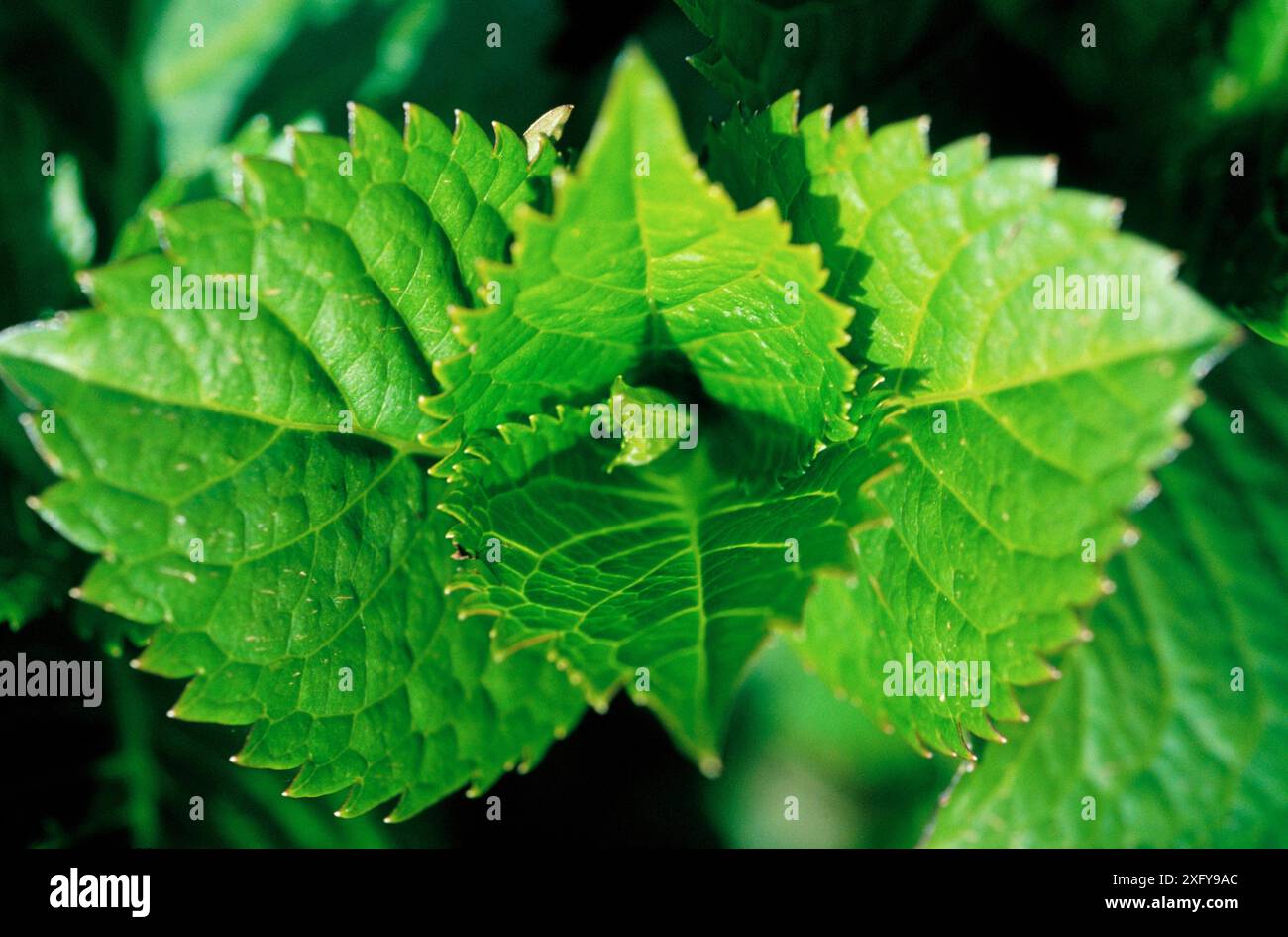 Bigleaf Hydrangea (Hydrangea macrophylla Stock Photo - Alamy