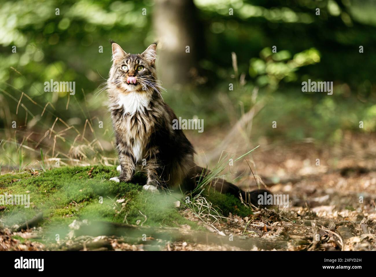 Young Norwegian Forest Cat out and about in the forest in summer Stock Photo