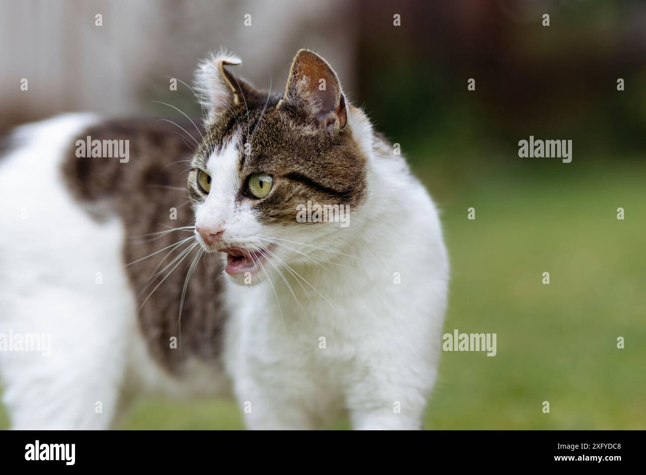 Domestic cat out and about in the garden Stock Photo