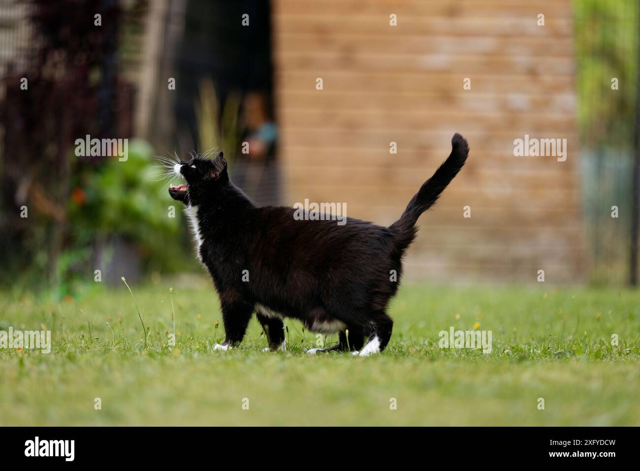 Domestic cat out and about in the garden Stock Photo