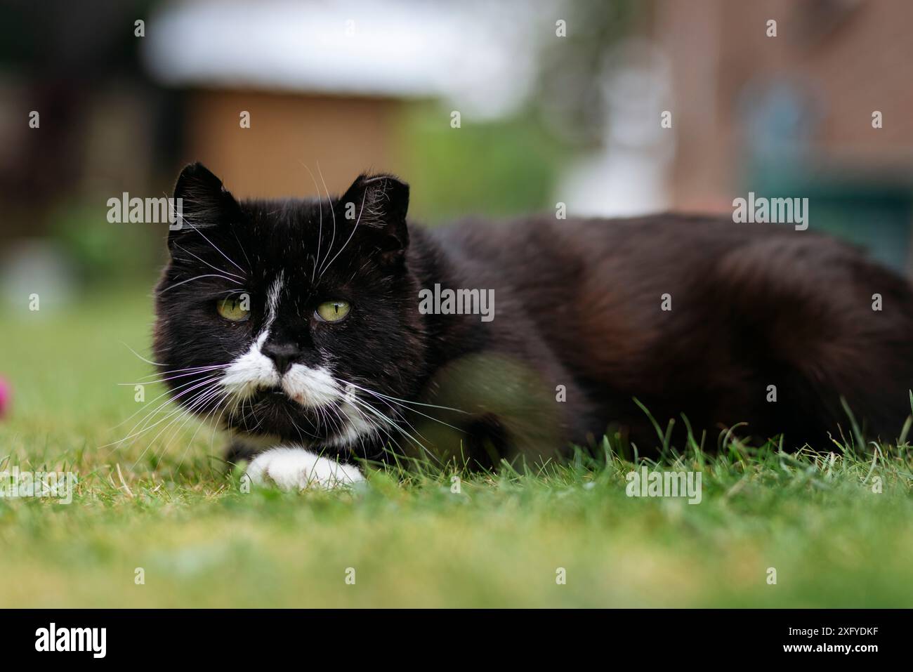 Domestic cat out and about in the garden Stock Photo - Alamy