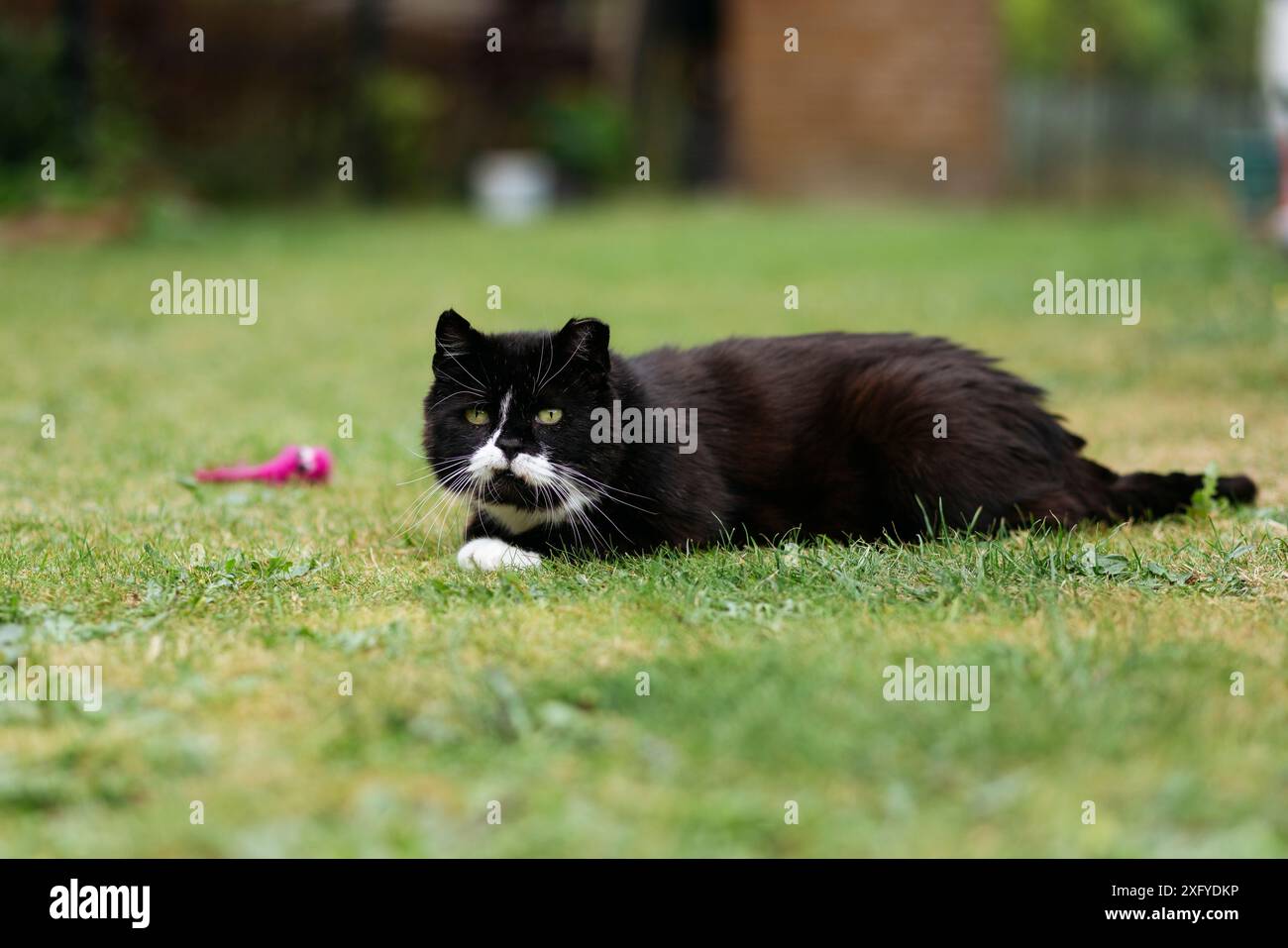 Domestic cat out and about in the garden Stock Photo - Alamy