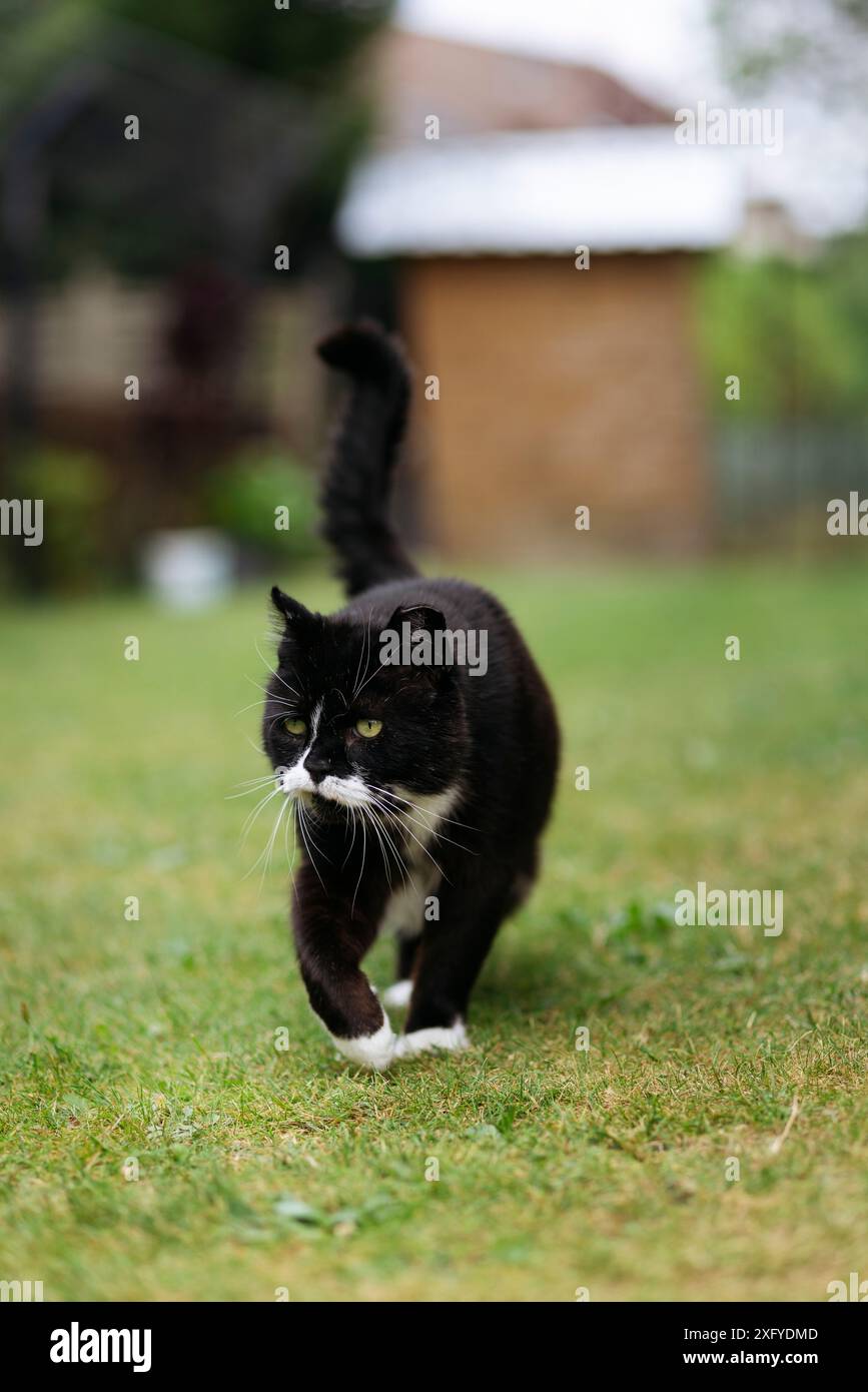 Domestic cat out and about in the garden Stock Photo