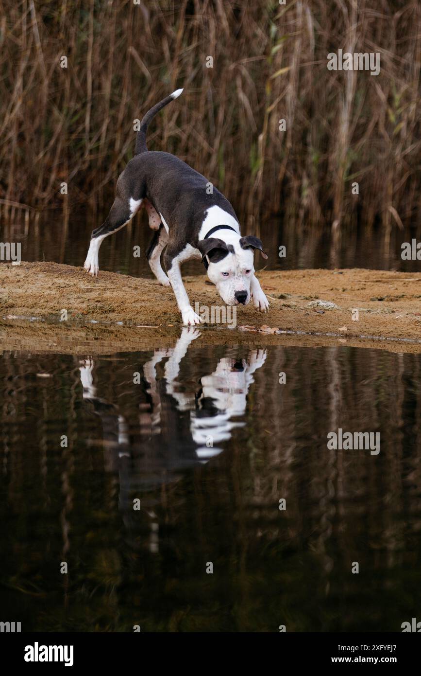 Pitbull male has fun in the water in fall Stock Photo