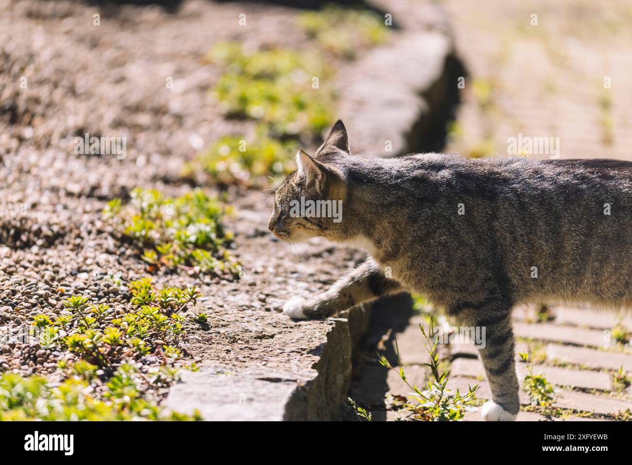 A tabby cat in the garden hi-res stock photography and images - Alamy