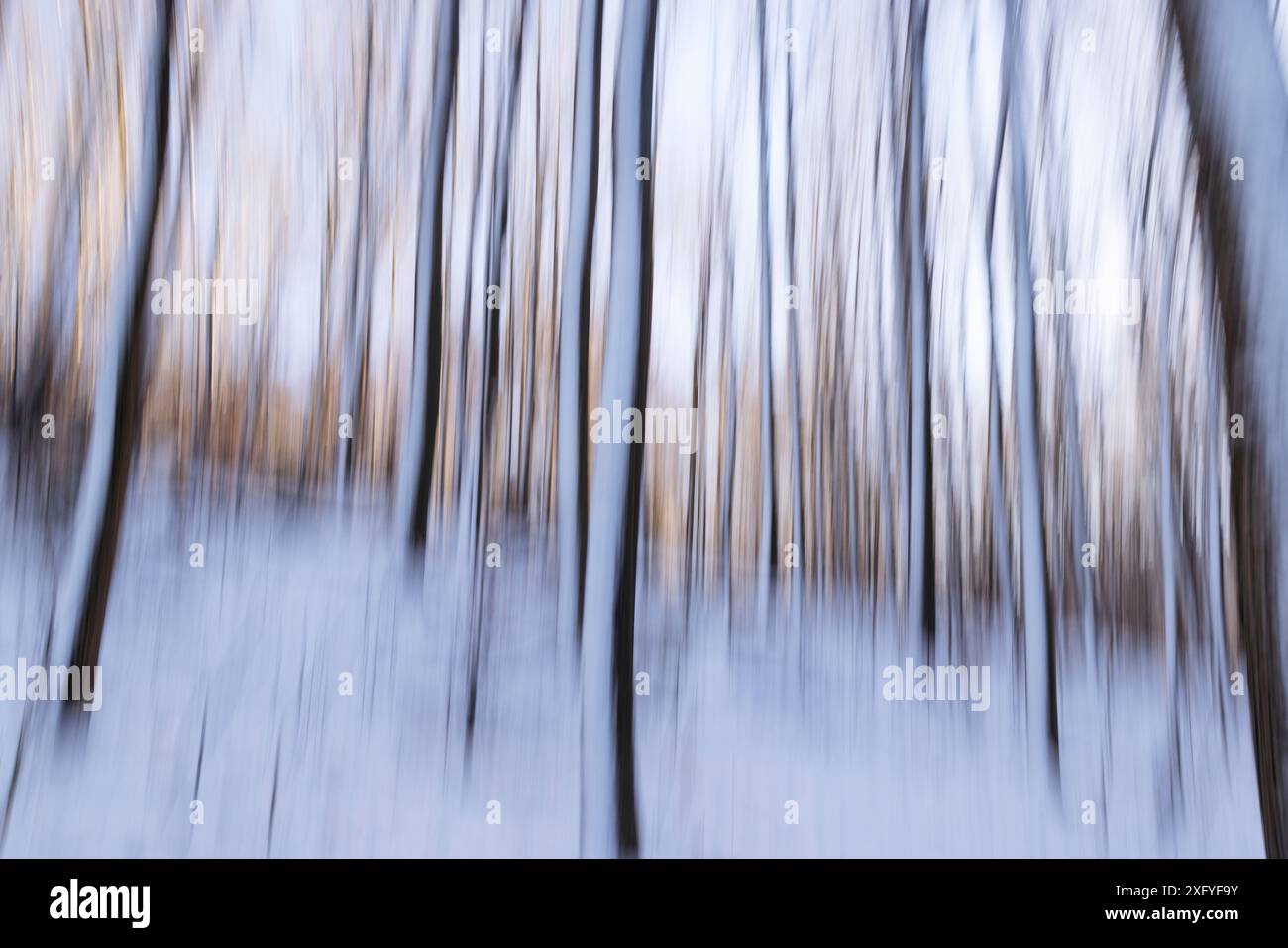 Winter in the forest in the Quellental, long exposure of the trees with ...