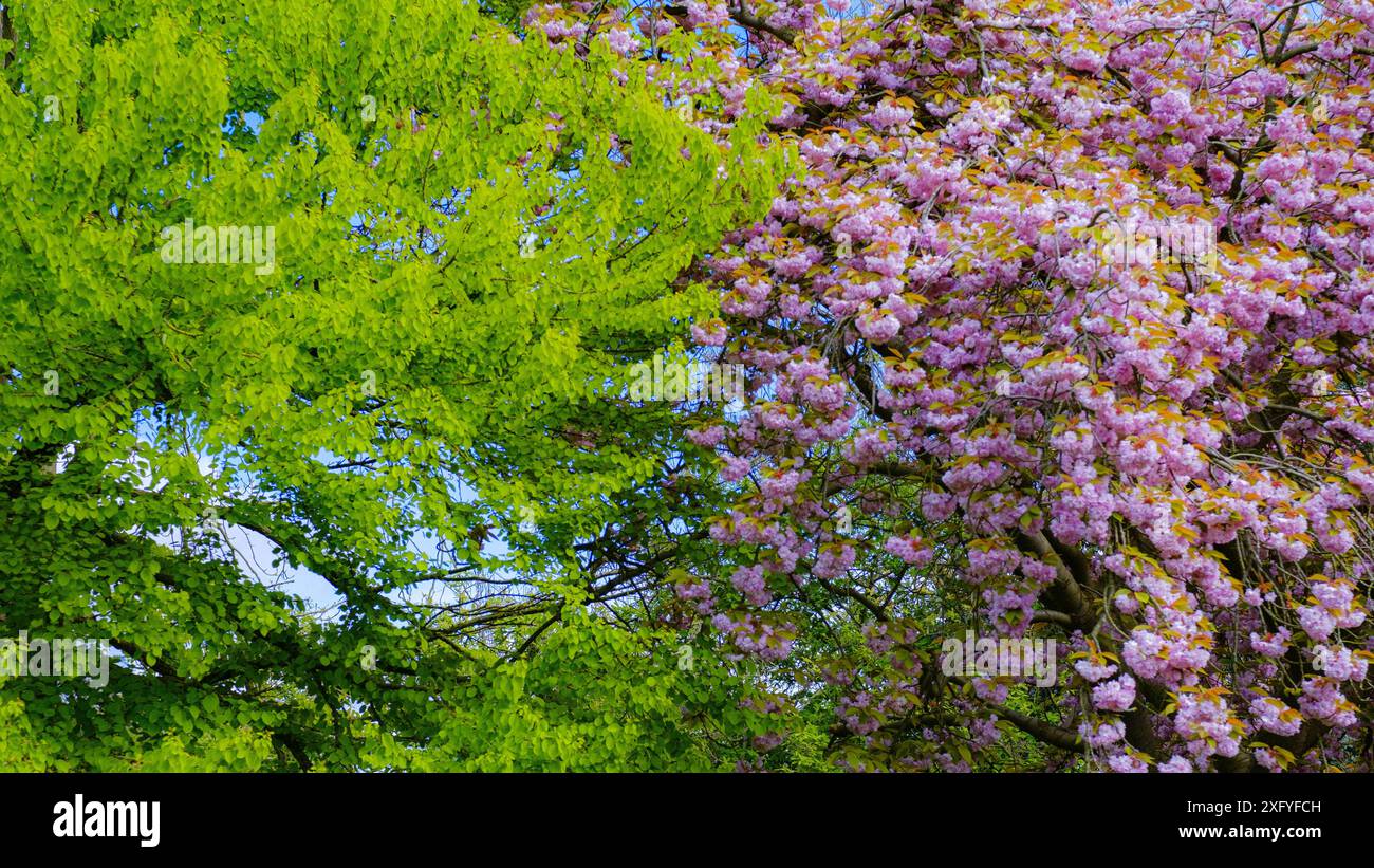 First flowering trees hi-res stock photography and images - Alamy