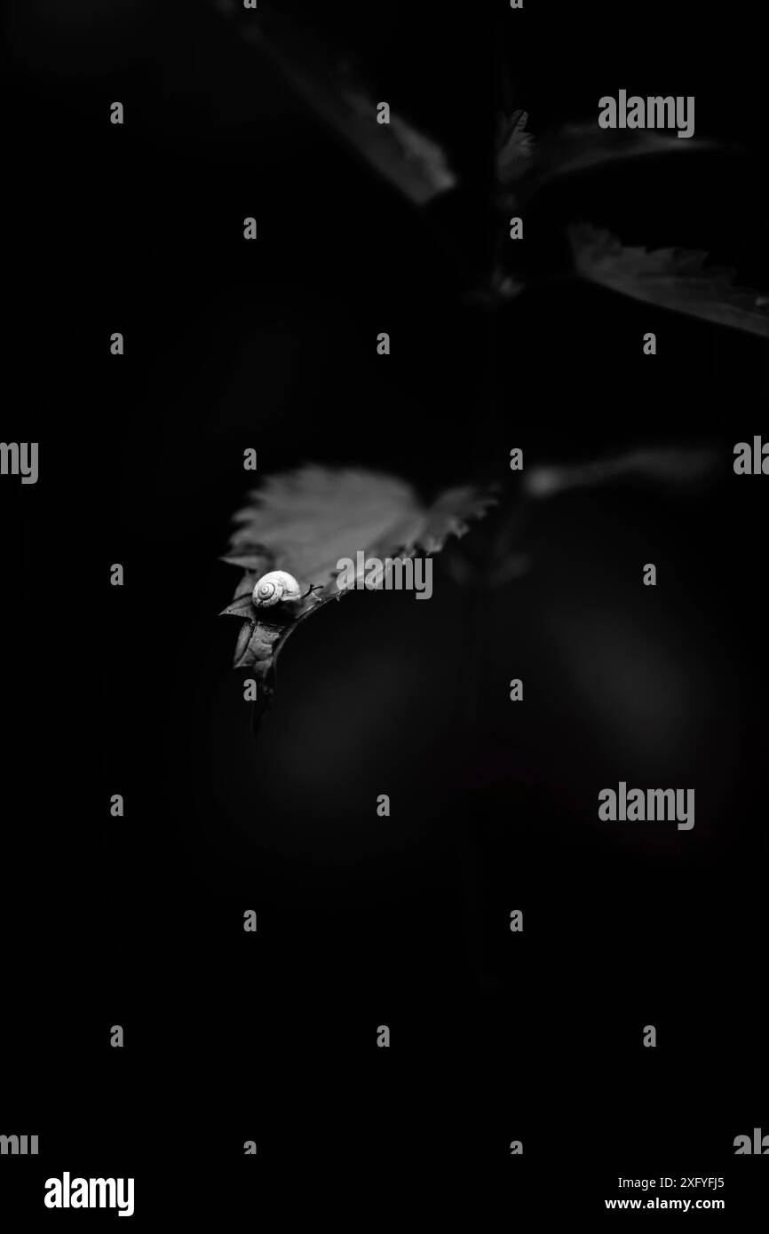 Shell snail on a leaf, black and white image Stock Photo - Alamy