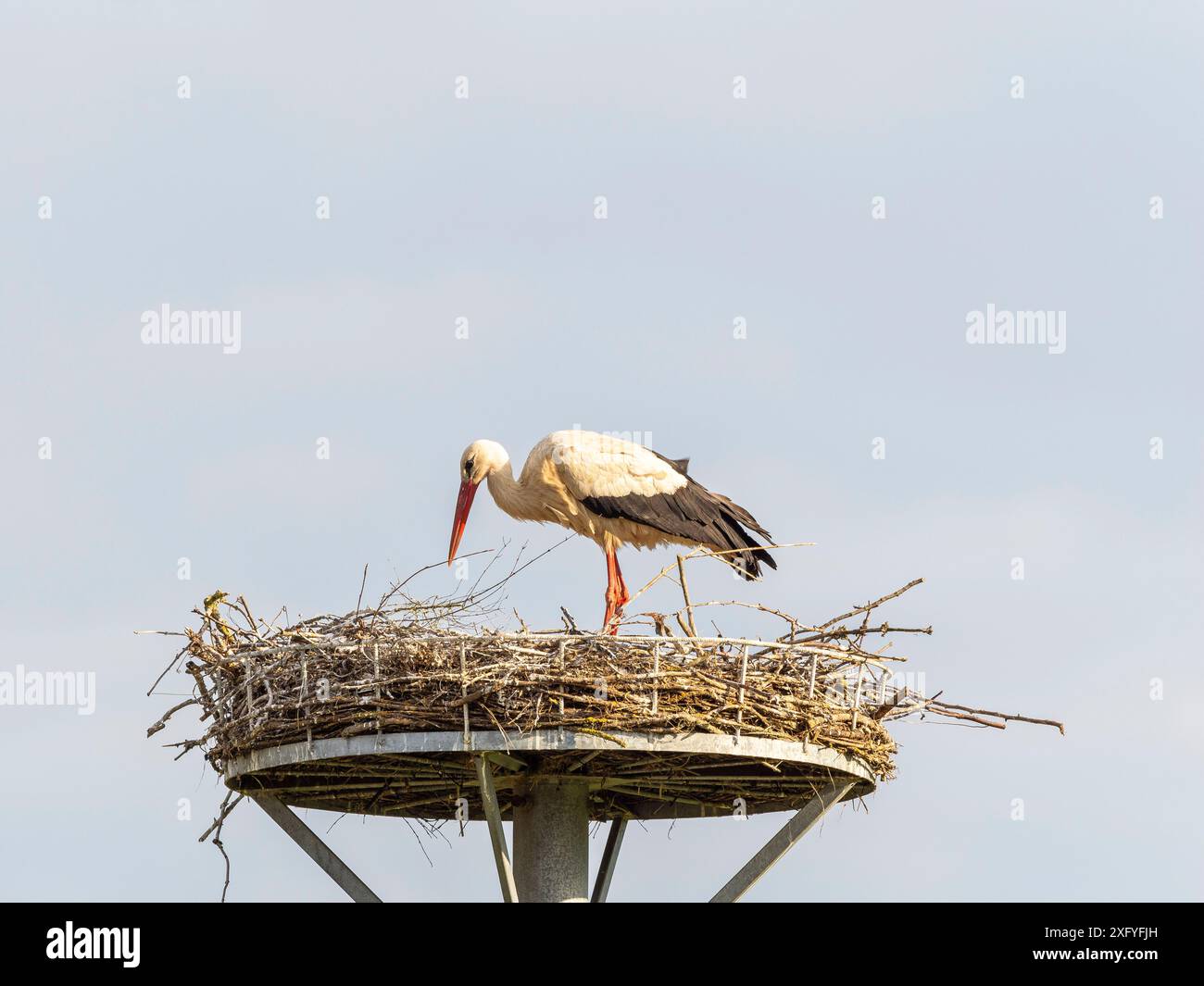 Offspring nest stork bird hi-res stock photography and images - Alamy