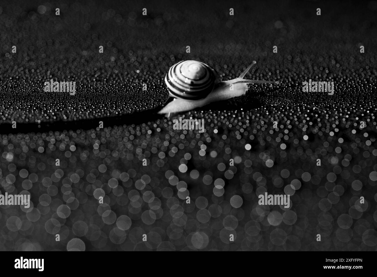Shell snail, black and white image Stock Photo - Alamy