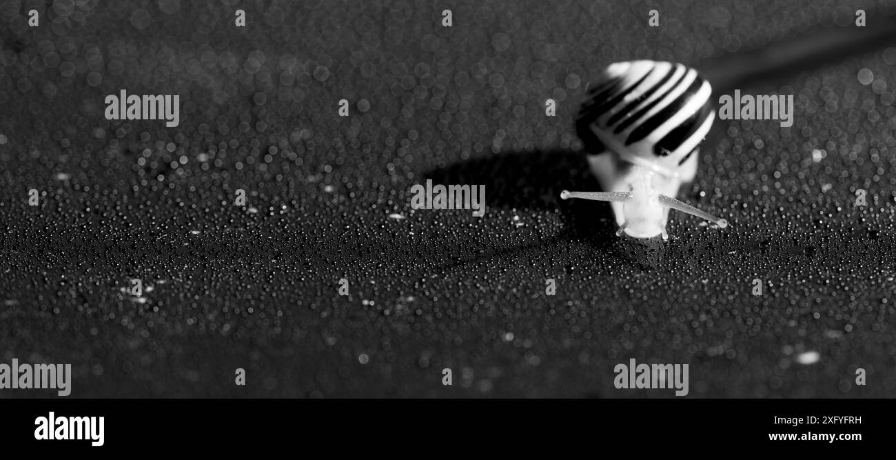 Shell snail, black and white image Stock Photo - Alamy