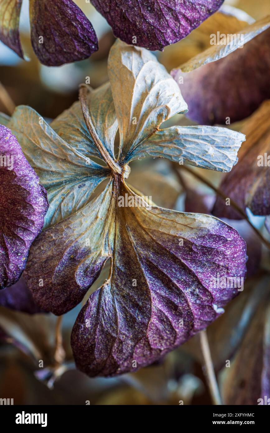 Dried hydrangea blossoms, close-up, full frame Stock Photo