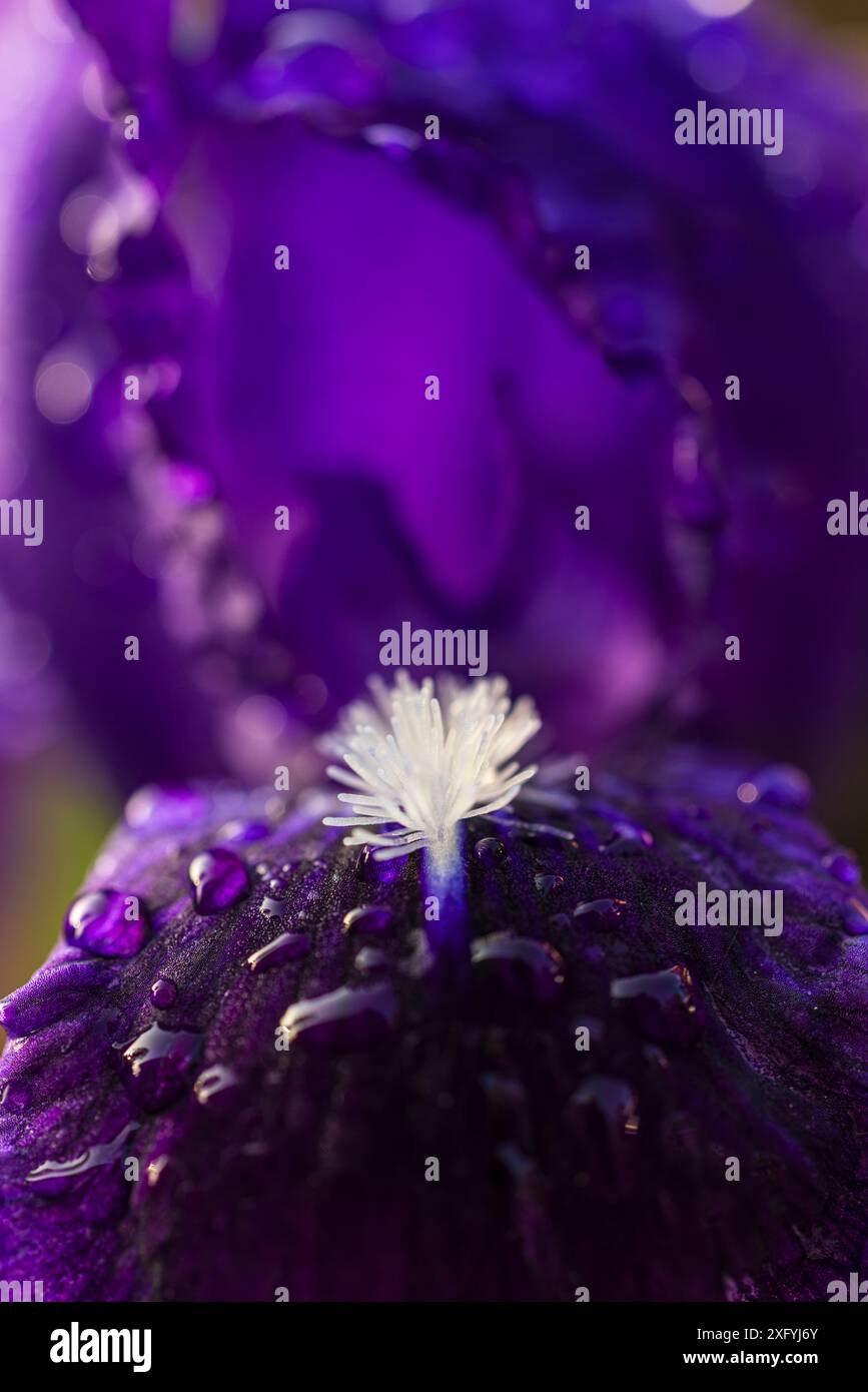 Iris close up hi-res stock photography and images - Alamy