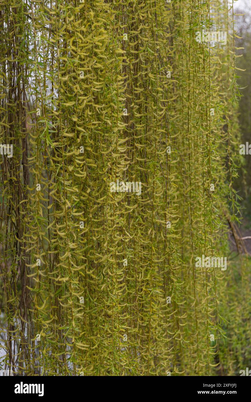 Close up footage tree branches hi-res stock photography and images - Alamy