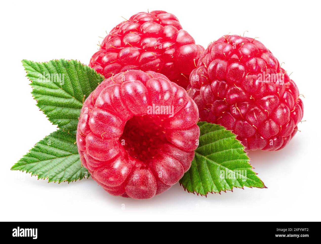 Three raspberries  with raspberry leaves isolated on white background. Stock Photo