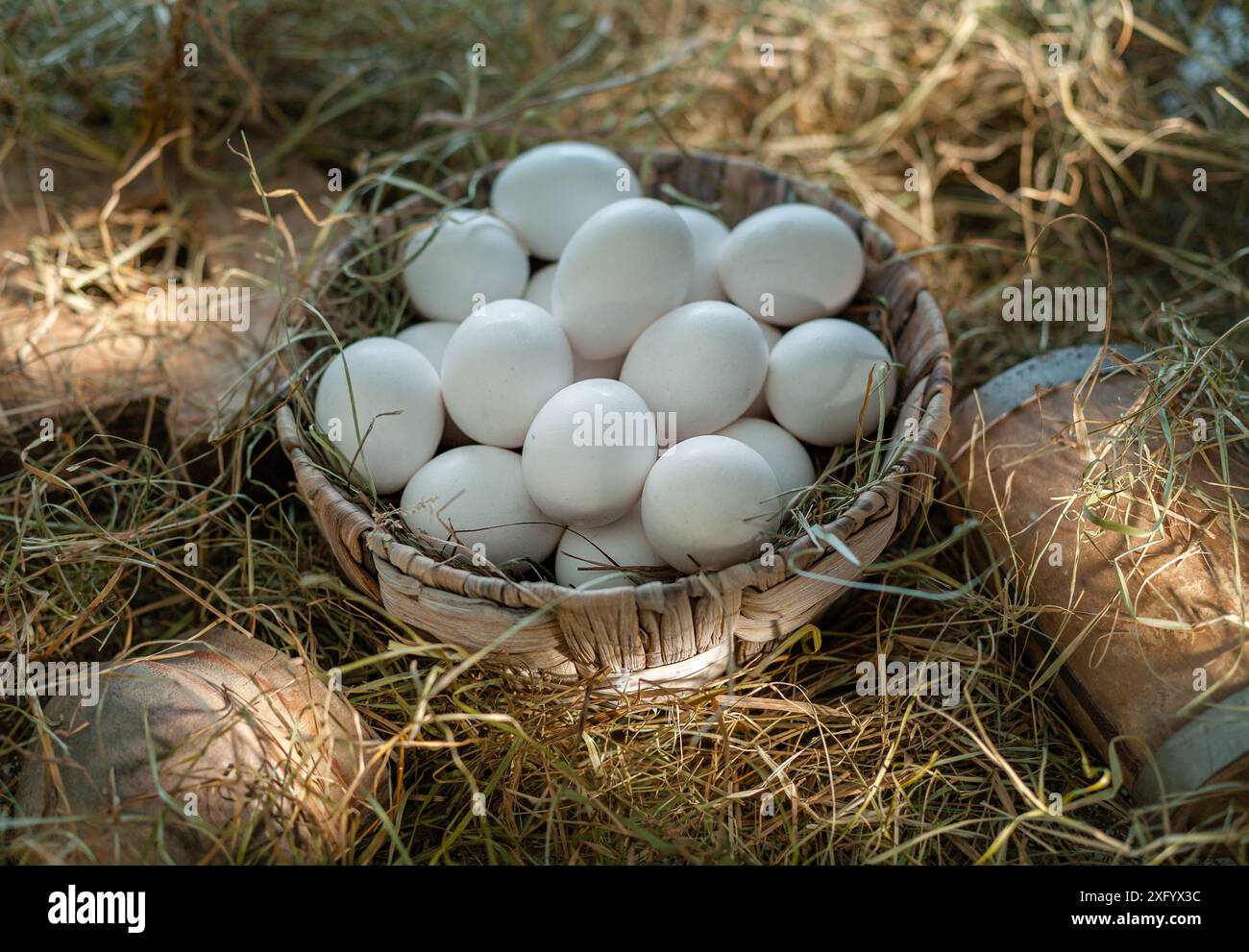 White chicken eggs in the straw nest in the chicken coop Stock Photo ...