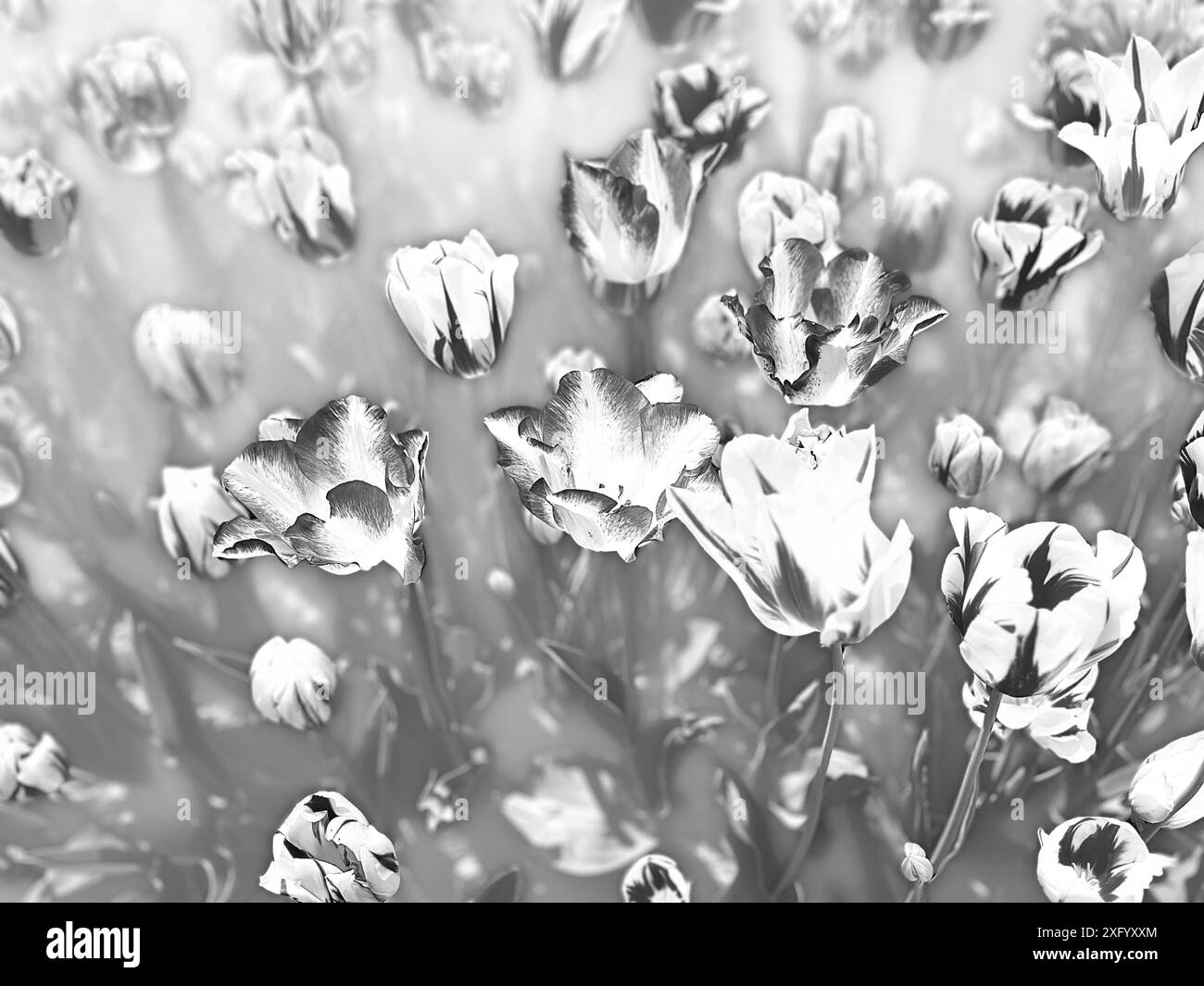 Artistic leaf arrangement Black and White Stock Photos & Images - Alamy