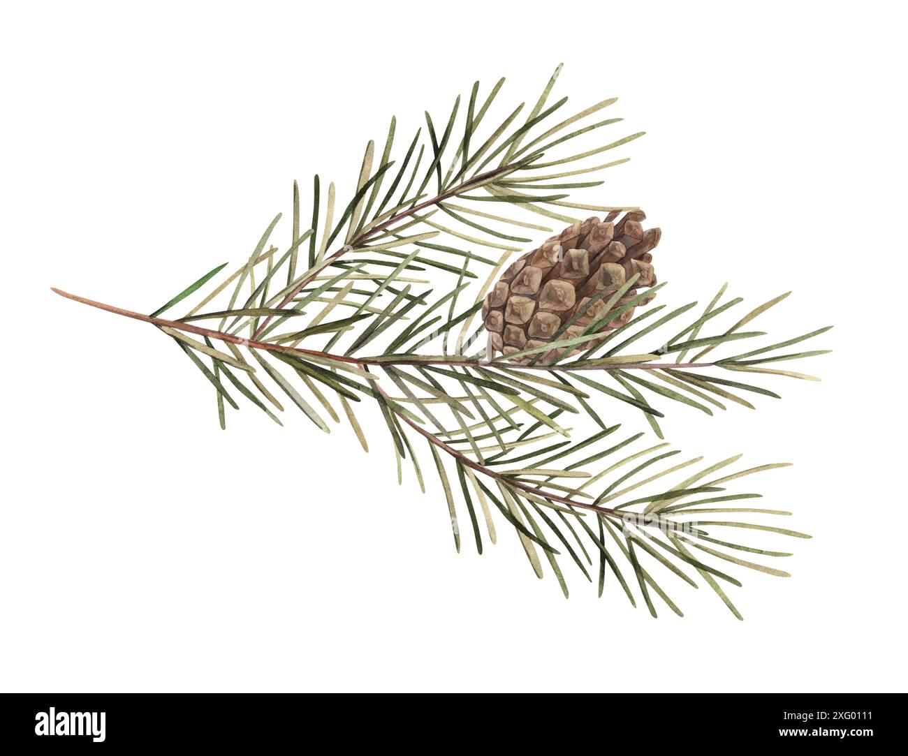 Fir branch with pine cone, Christmas watercolor botanical illustration ...